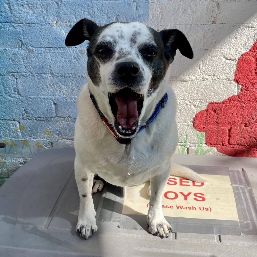 Enlarge Gizmo, a Adoptable mixed breed in Hurricane, UT image 4/6