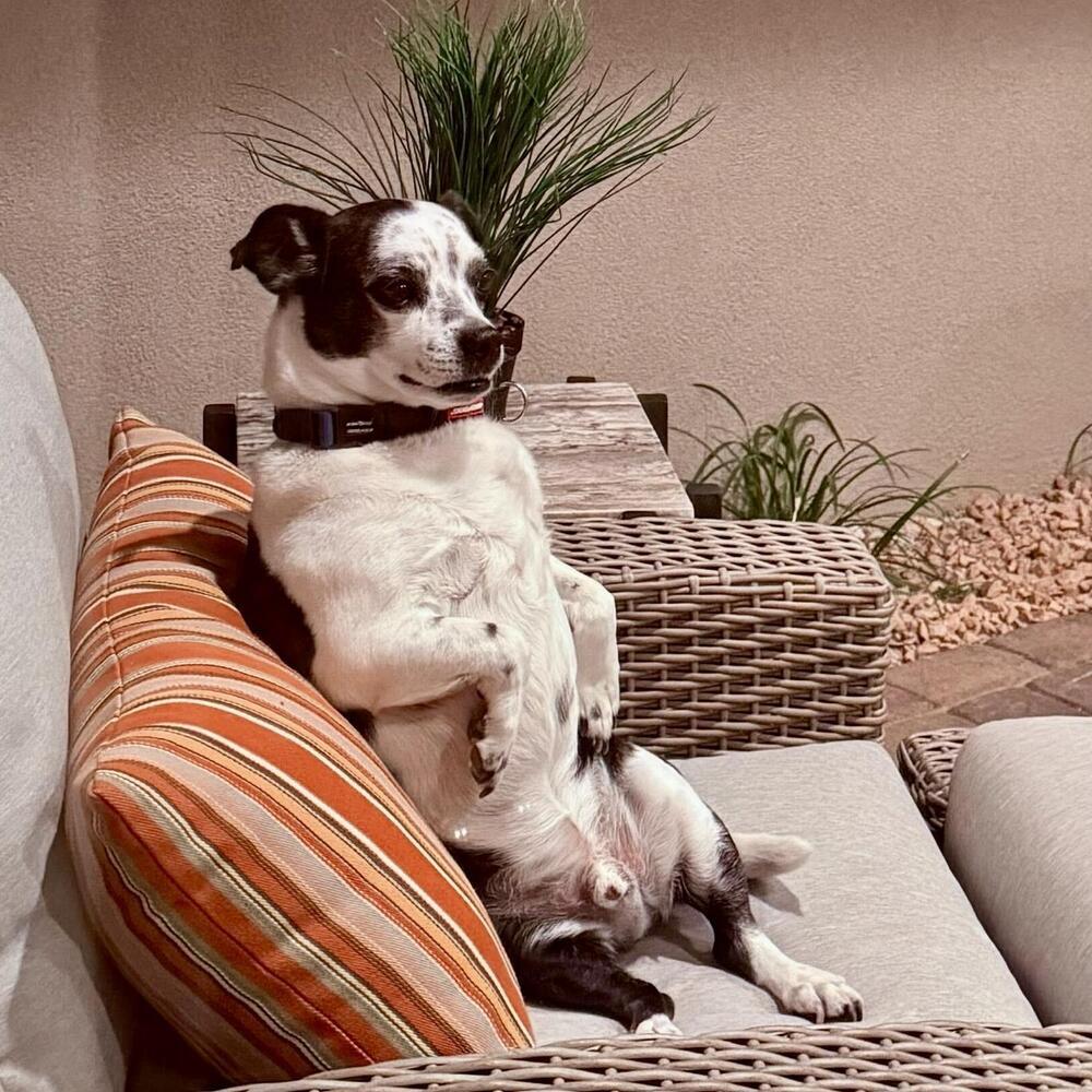 Enlarge Gizmo, a Adoptable mixed breed in Hurricane, UT image 5/6