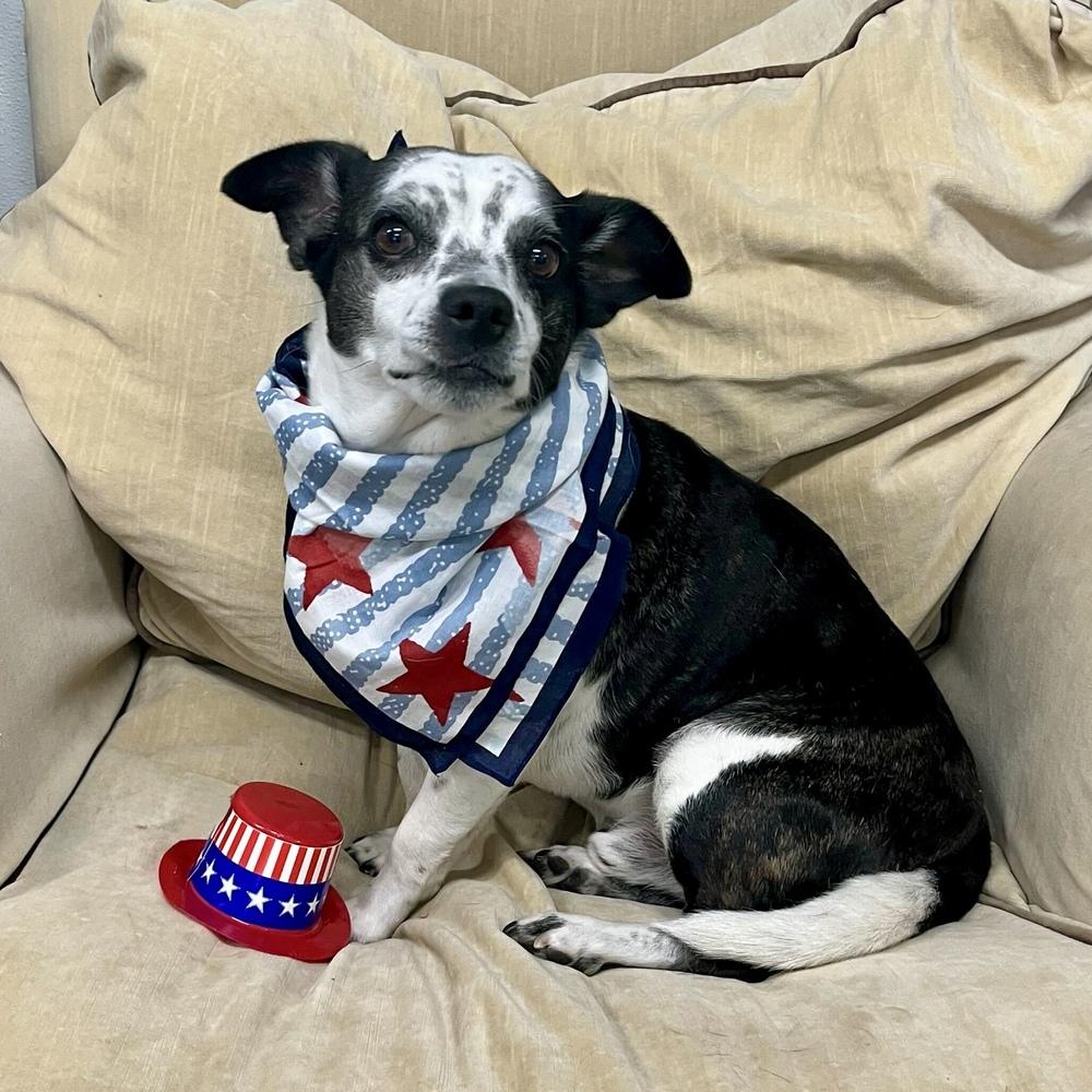 Enlarge Gizmo, a Adoptable mixed breed in Hurricane, UT image 6/6