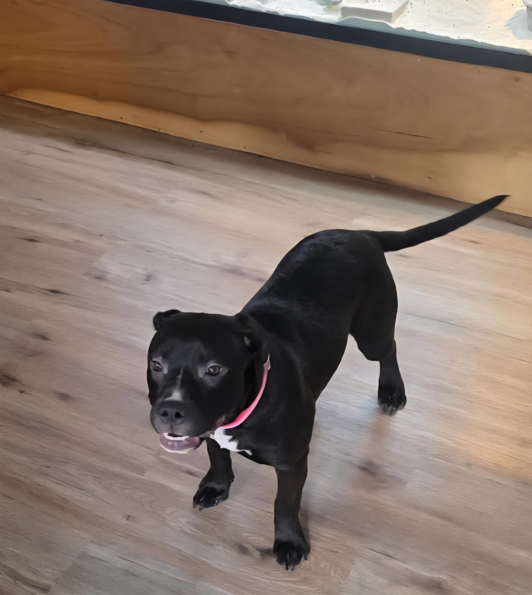 Shadow, ADOPTABLE, Young Female Pit Bull Terrier.
