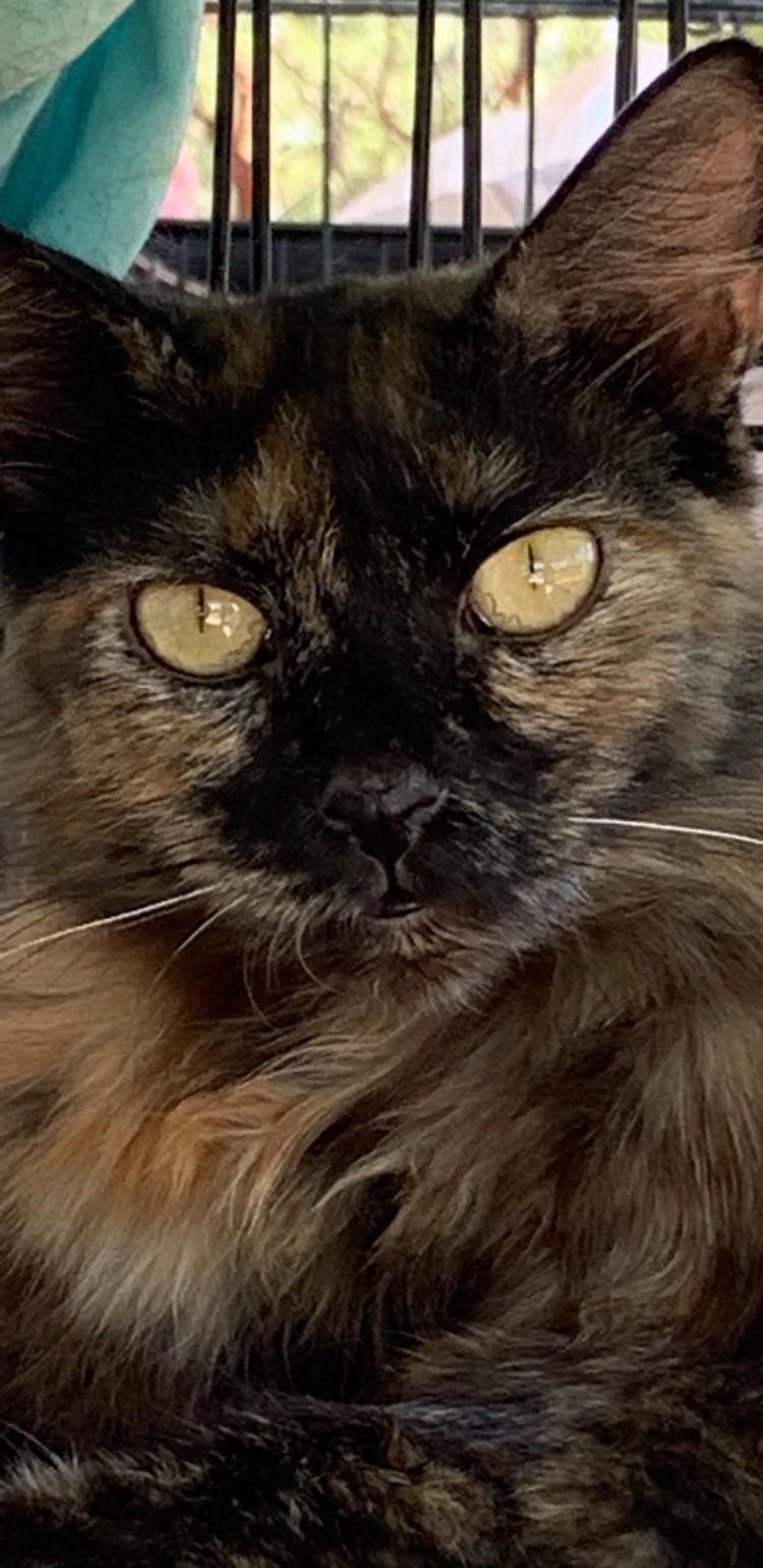 Pandora, a Adoptable mixed breed in Redding, CA image 3/6