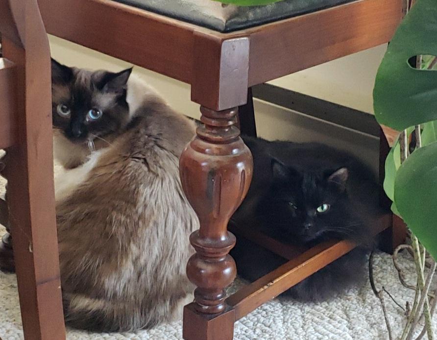 Chloe and Sophie, an adoptable Domestic Long Hair in Salt Spring Island, BC, V8K 2W3 | Photo Image 3