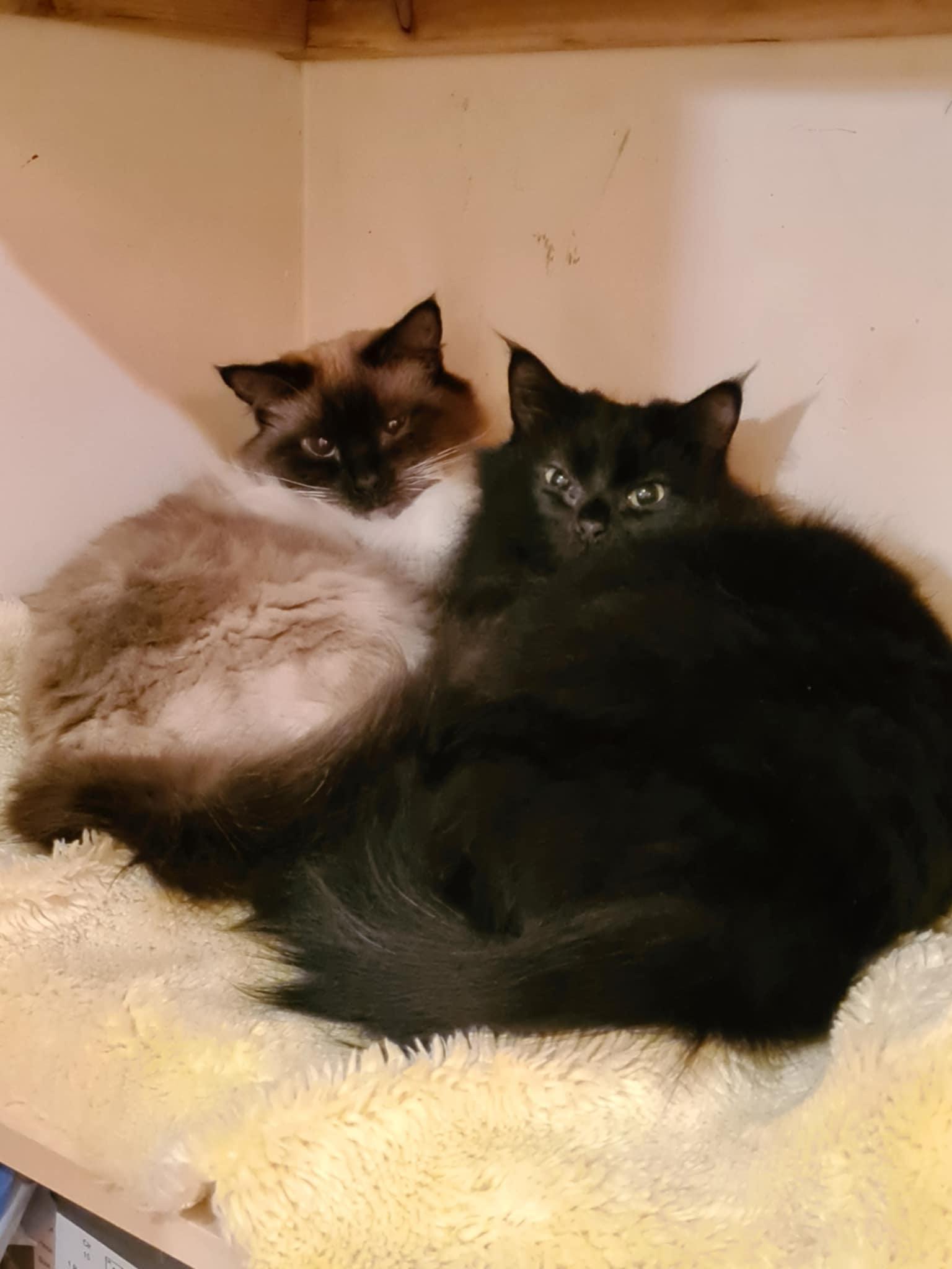 Chloe and Sophie, an adoptable Domestic Long Hair in Salt Spring Island, BC, V8K 2W3 | Photo Image 1