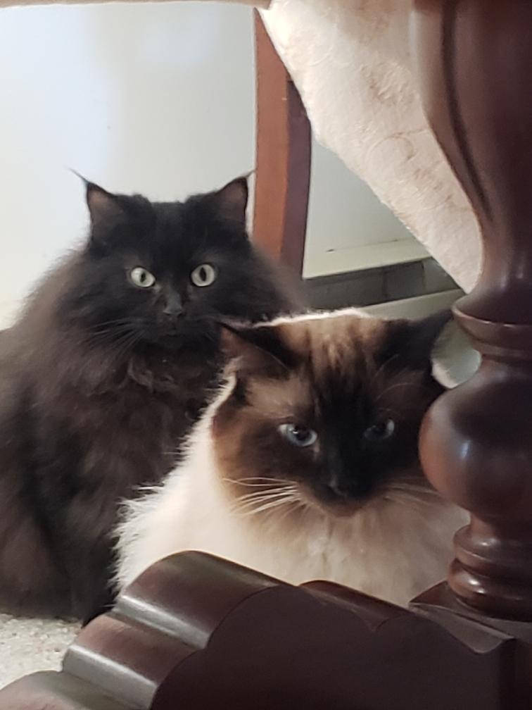 Chloe and Sophie, an adoptable Domestic Long Hair in Salt Spring Island, BC, V8K 2W3 | Photo Image 2