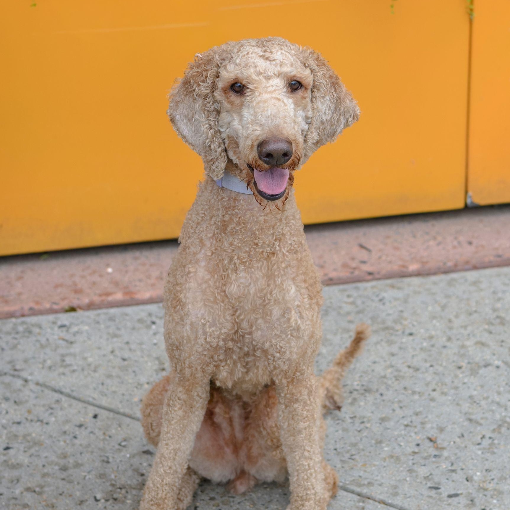 LUNA, an adopted Standard Poodle in Hamilton, NJ image 1/3