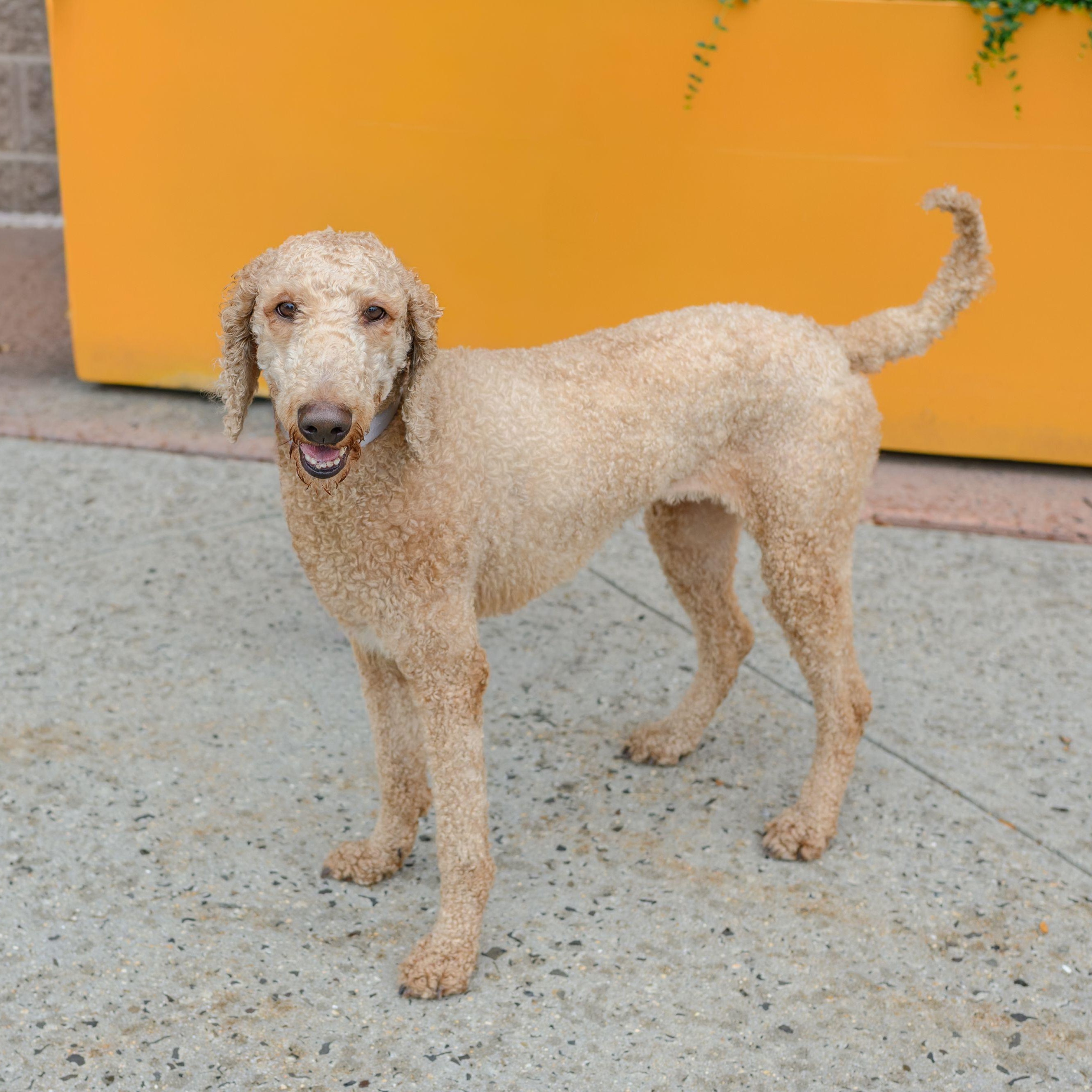 LUNA, an adopted Standard Poodle in Hamilton, NJ image 3/3