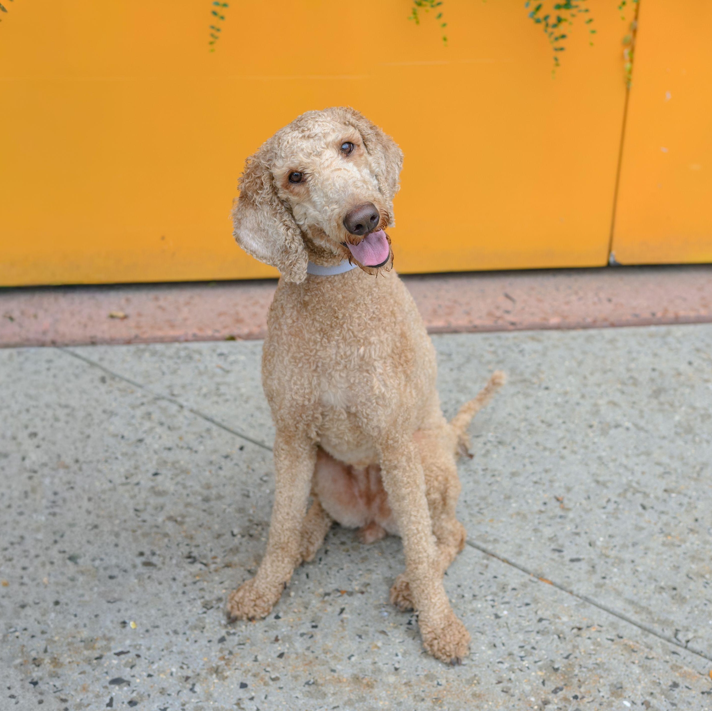 LUNA, an adopted Standard Poodle in Hamilton, NJ image 2/3