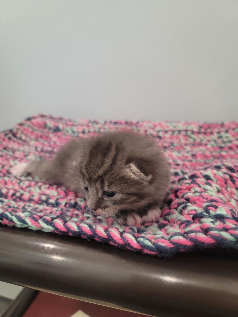 Ramona, Adopted, Kitten Female Domestic Short Hair.