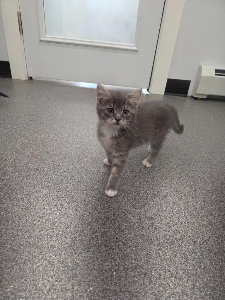 Enlarge Ramona, a Adopted mixed breed in Lunenburg, VT image 2/2