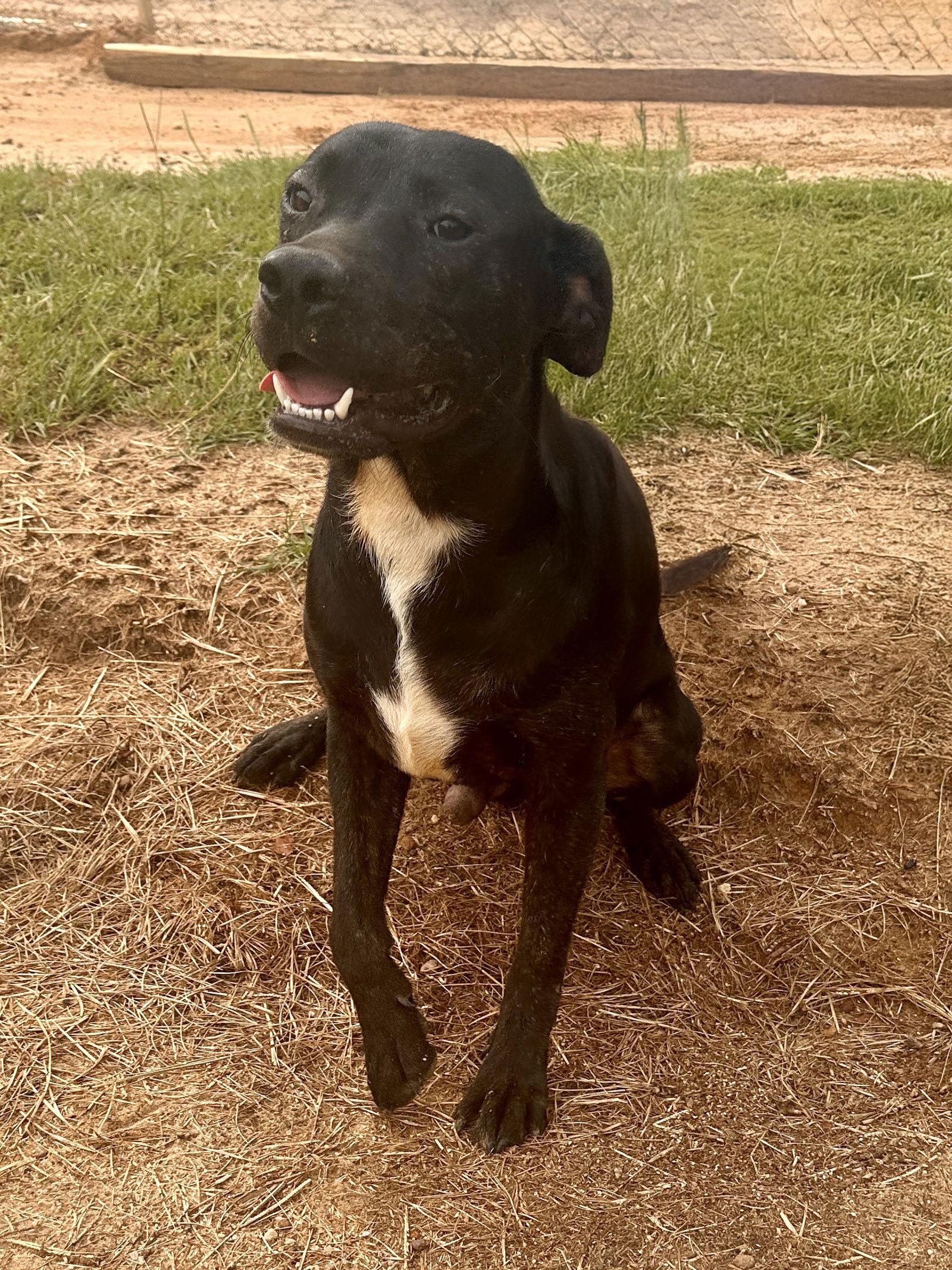 Inky, a Adoptable Mixed Breed in Eastman, GA image 1/2