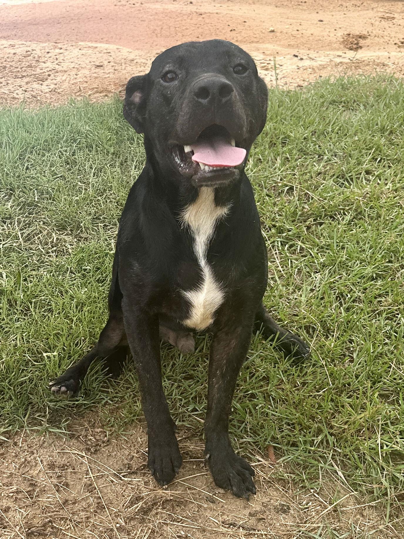 Inky, a Adoptable Mixed Breed in Eastman, GA image 2/2