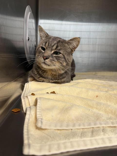 MODOK, Adoptable, Young Male Domestic Short Hair.