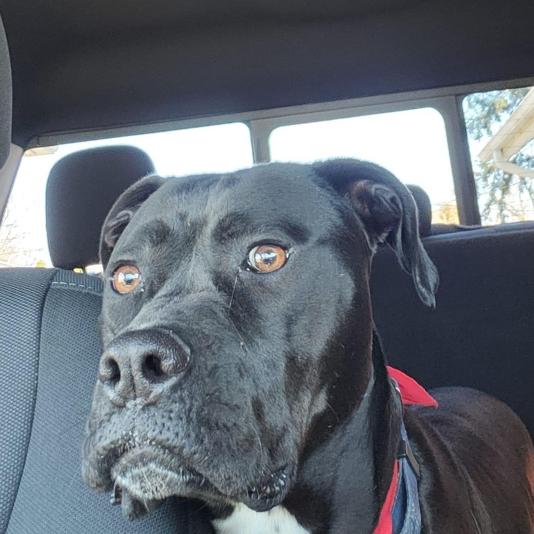 Enlarge Max, a Adoptable mixed breed in Rochester, NY image 2/5