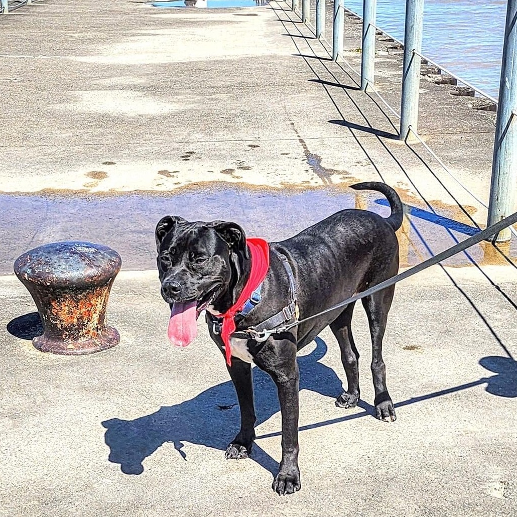 Enlarge Max, a Adoptable mixed breed in Rochester, NY image 5/5