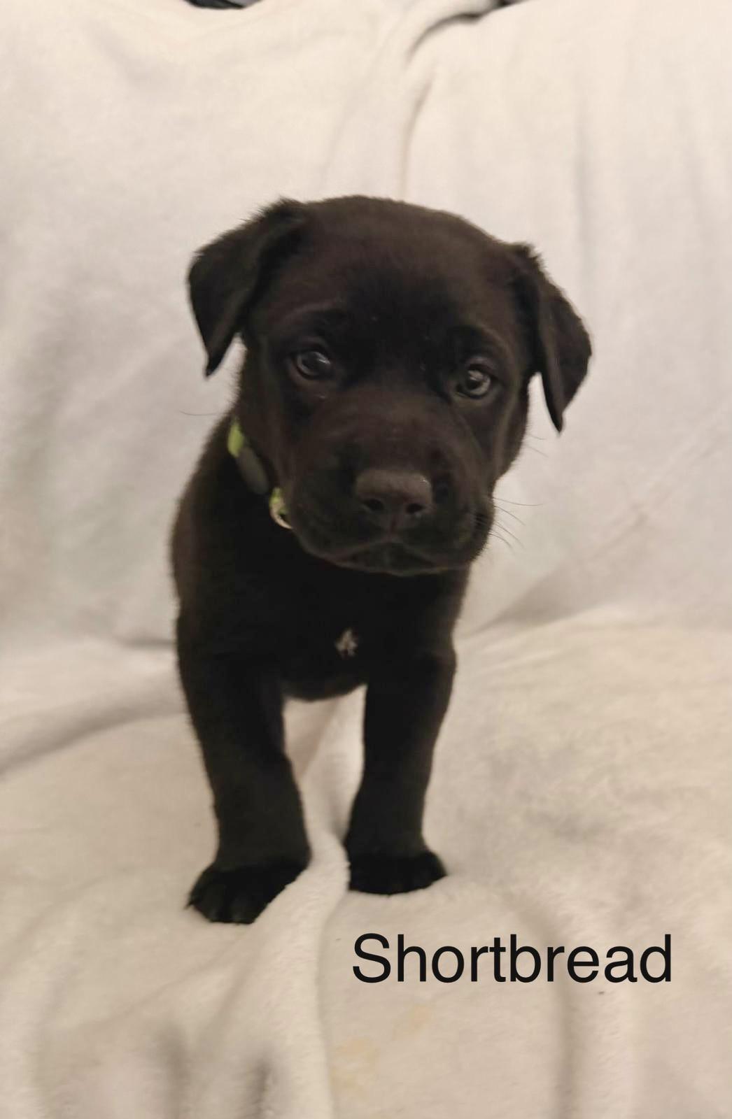 SHORTBREAD, Adoptable, Puppy Male Labrador Retriever & Golden Retriever.