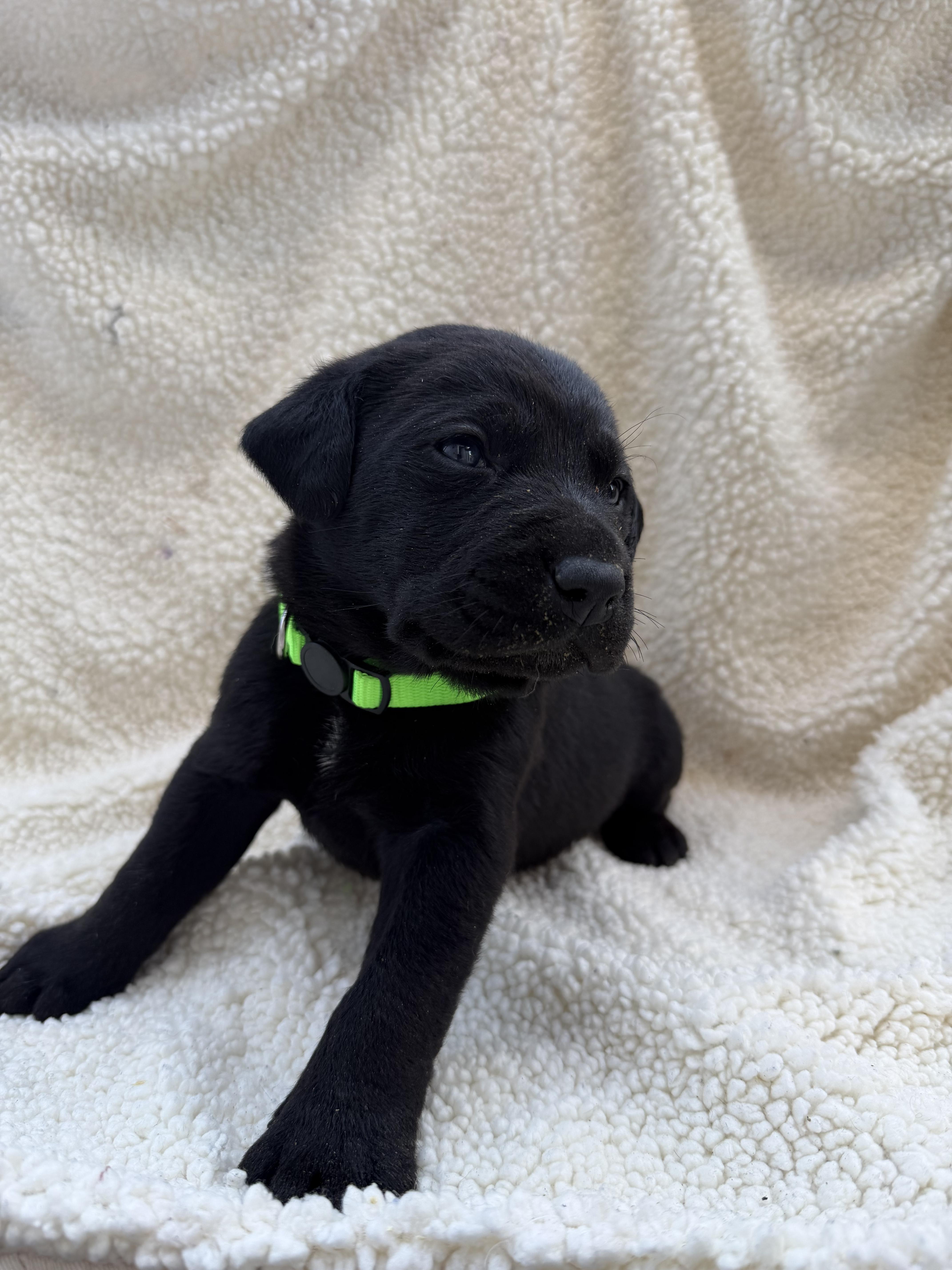Enlarge SHORTBREAD, a Adoptable mixed breed in Discovery Bay, CA image 2/2