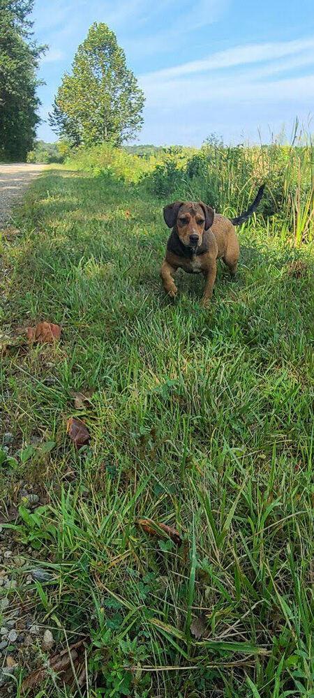 Clover, Adoptable, Adult Female Hound.