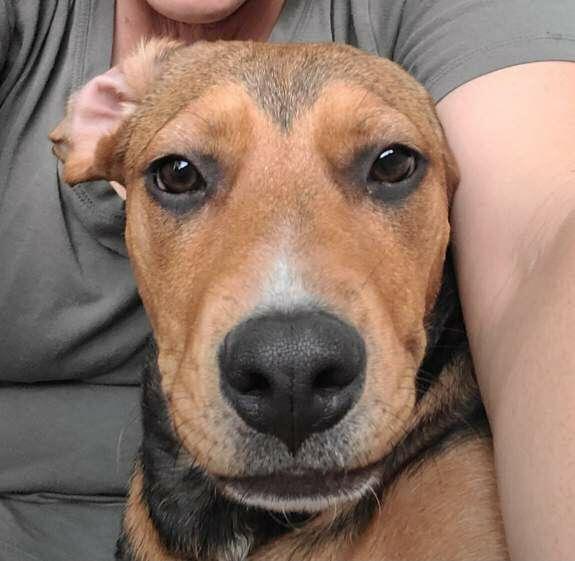 Enlarge Clover, a Adoptable mixed breed in Linton, IN image 2/3