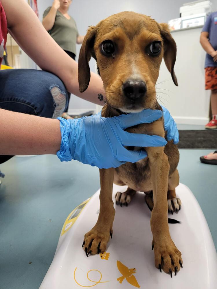 Enlarge Clover, a Adoptable mixed breed in Linton, IN image 3/3
