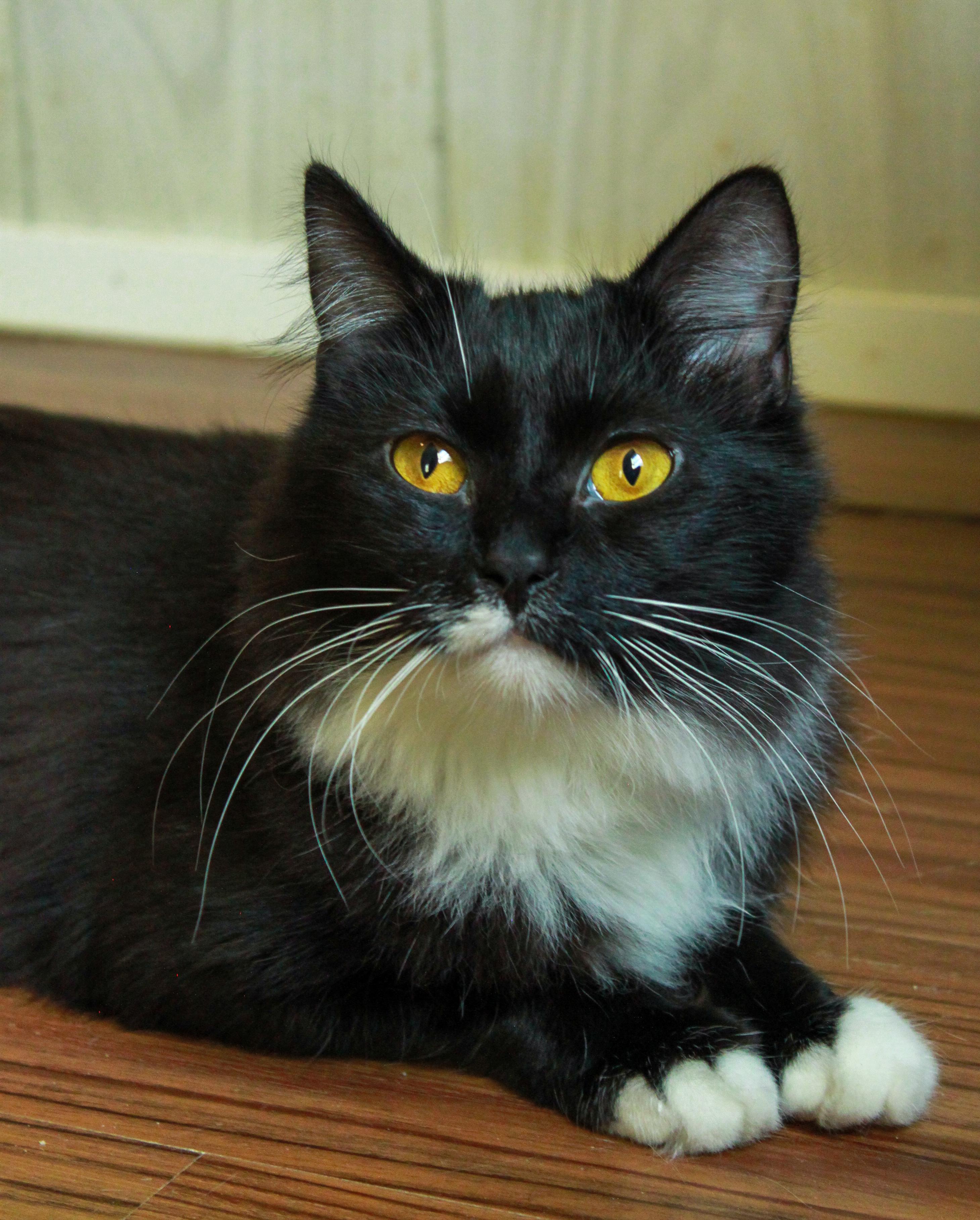 Melonie, adoptable, Young Female Domestic Medium Hair.