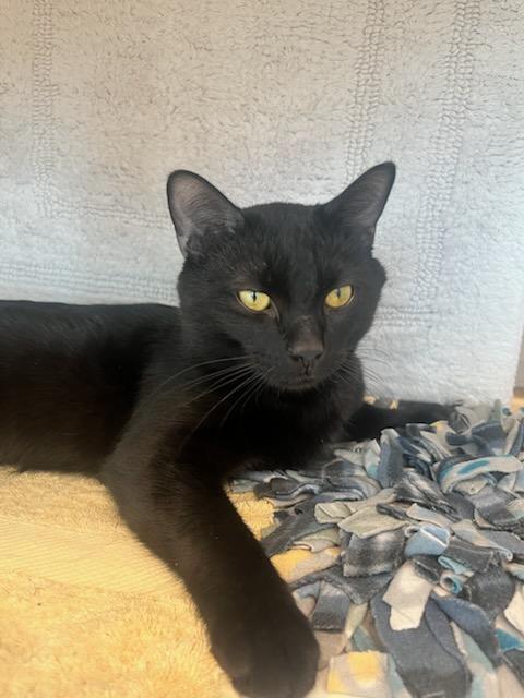 Hershey (ID 49318/3974), Adoptable, Young Male Domestic Short Hair.