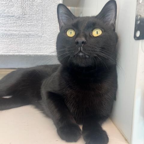 Enlarge Hershey (ID 49318/3974), a Adoptable Domestic Short Hair in Manassas, VA image 2/2