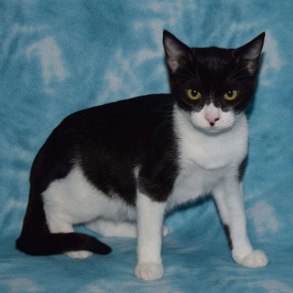 Gemma, Adoptable, Kitten Female Domestic Short Hair.