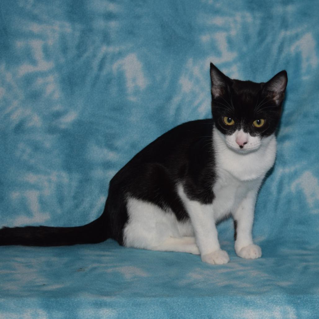 Enlarge Gemma, a Adoptable Domestic Short Hair in Eureka, CA image 2/3