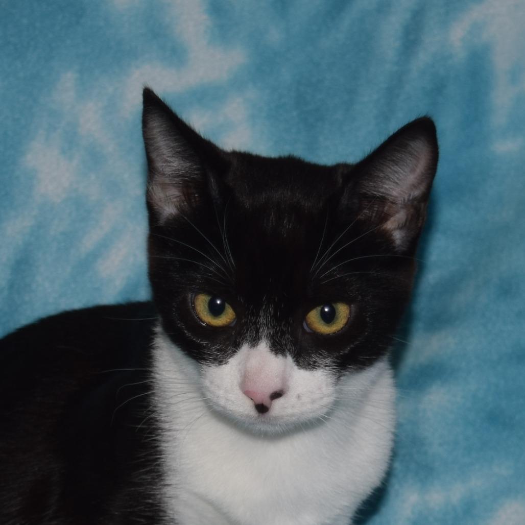 Enlarge Gemma, a Adoptable Domestic Short Hair in Eureka, CA image 3/3
