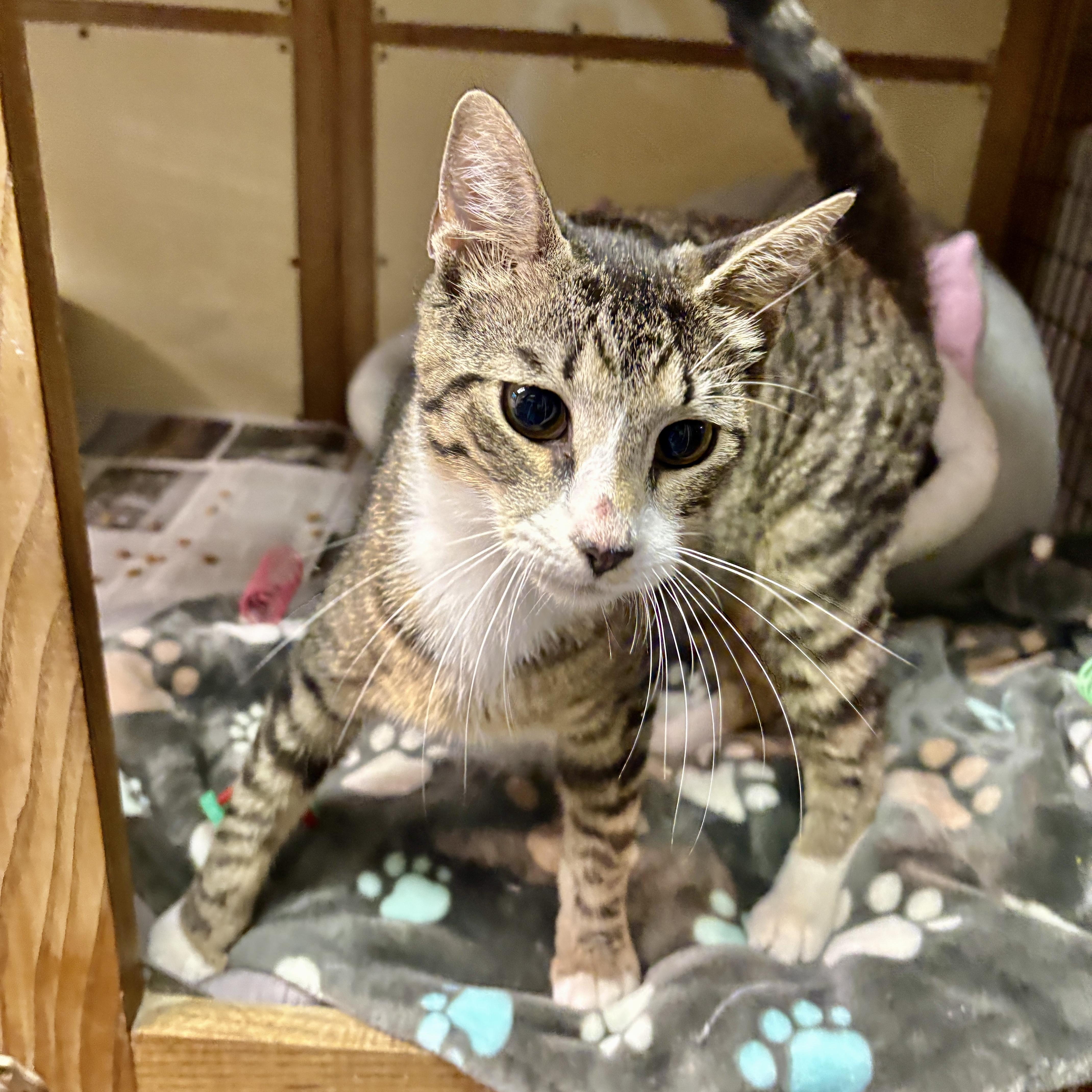 Oyster, a ADOPTABLE Domestic Short Hair in Beacon, NY image 5/6