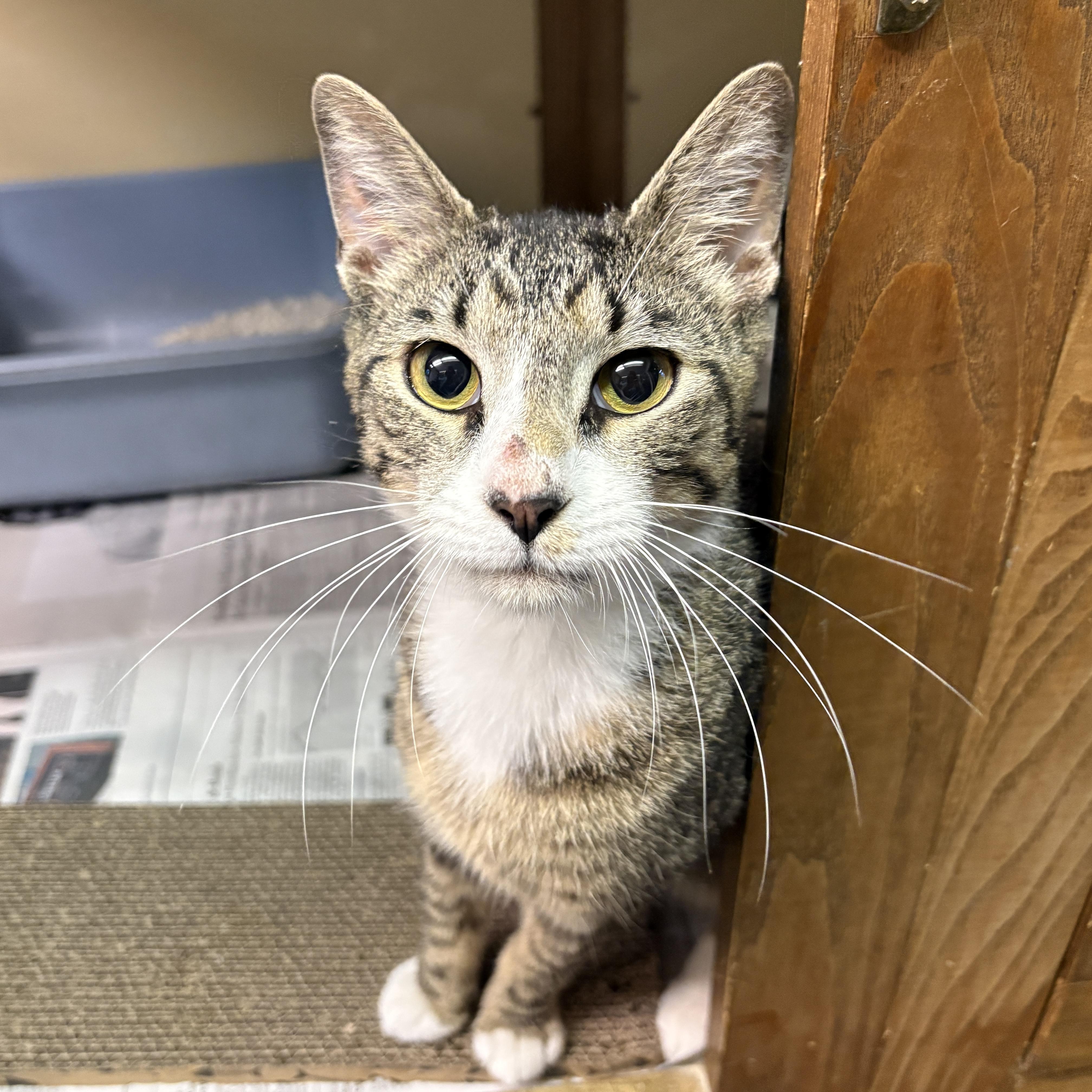 Oyster, a ADOPTABLE Domestic Short Hair in Beacon, NY image 2/6