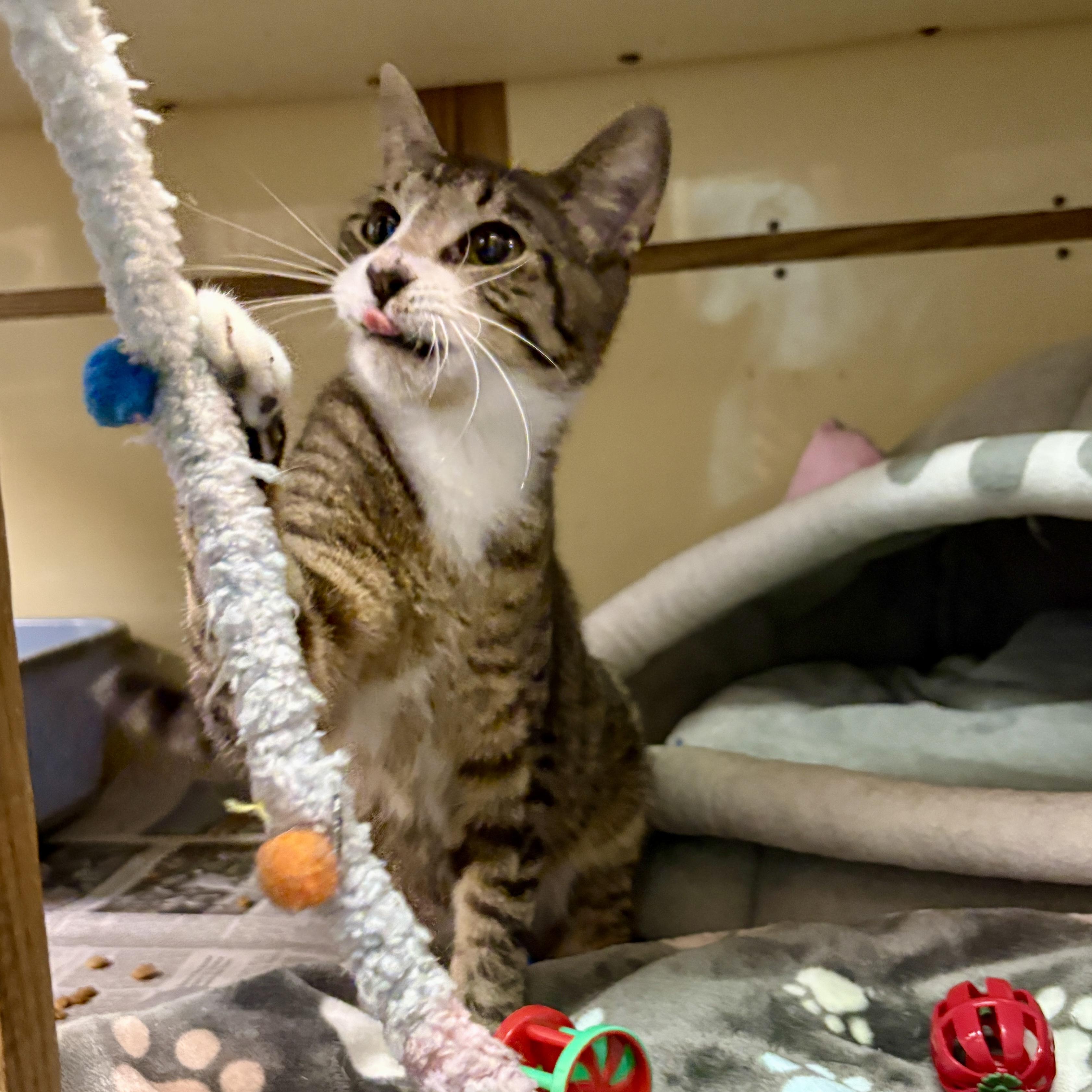 Oyster, a ADOPTABLE Domestic Short Hair in Beacon, NY image 3/6