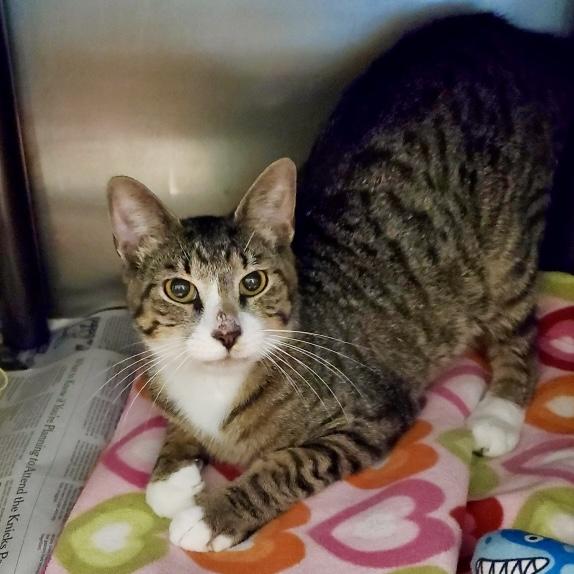 Oyster, ADOPTABLE, Young Male Domestic Short Hair.