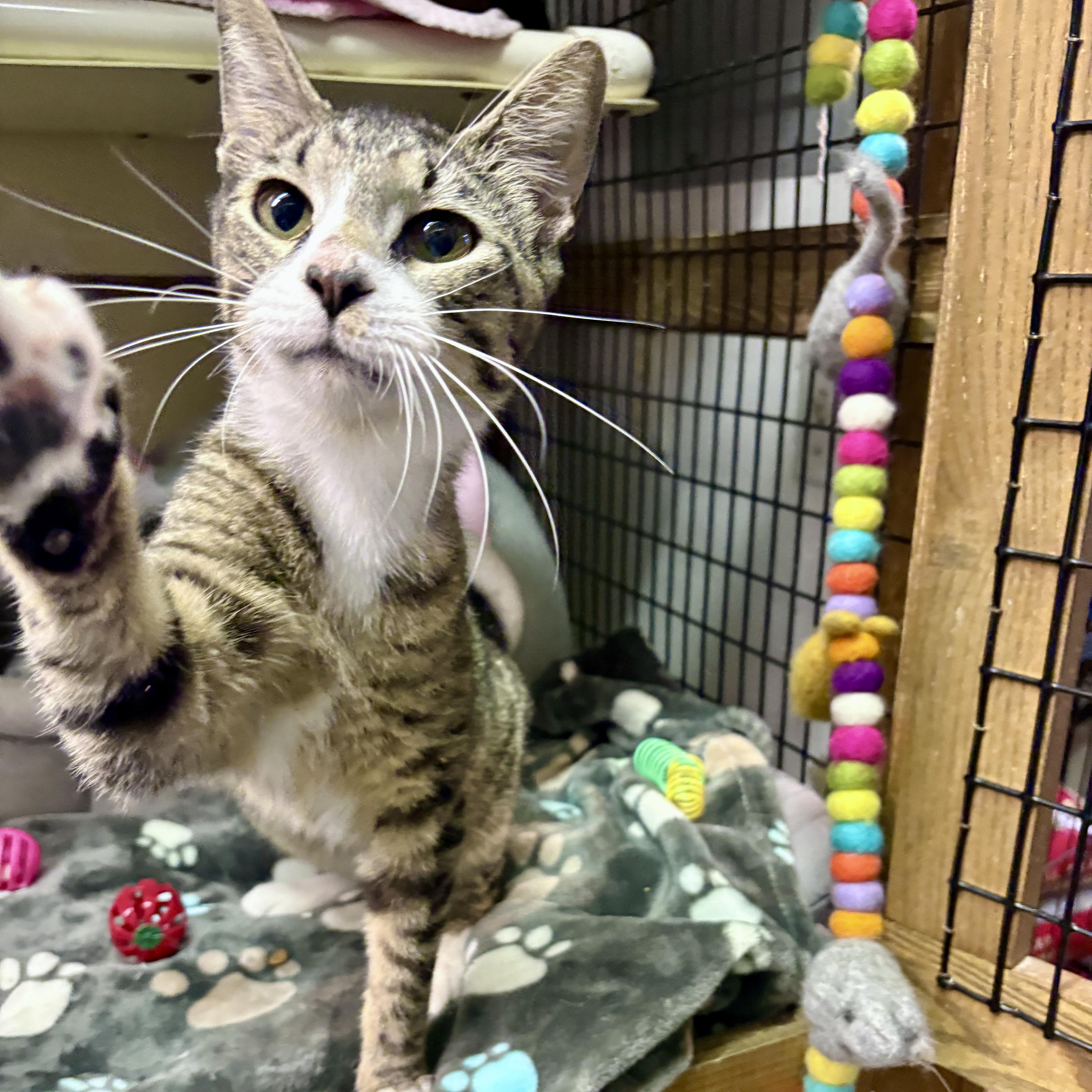 Oyster, a ADOPTABLE Domestic Short Hair in Beacon, NY image 4/6