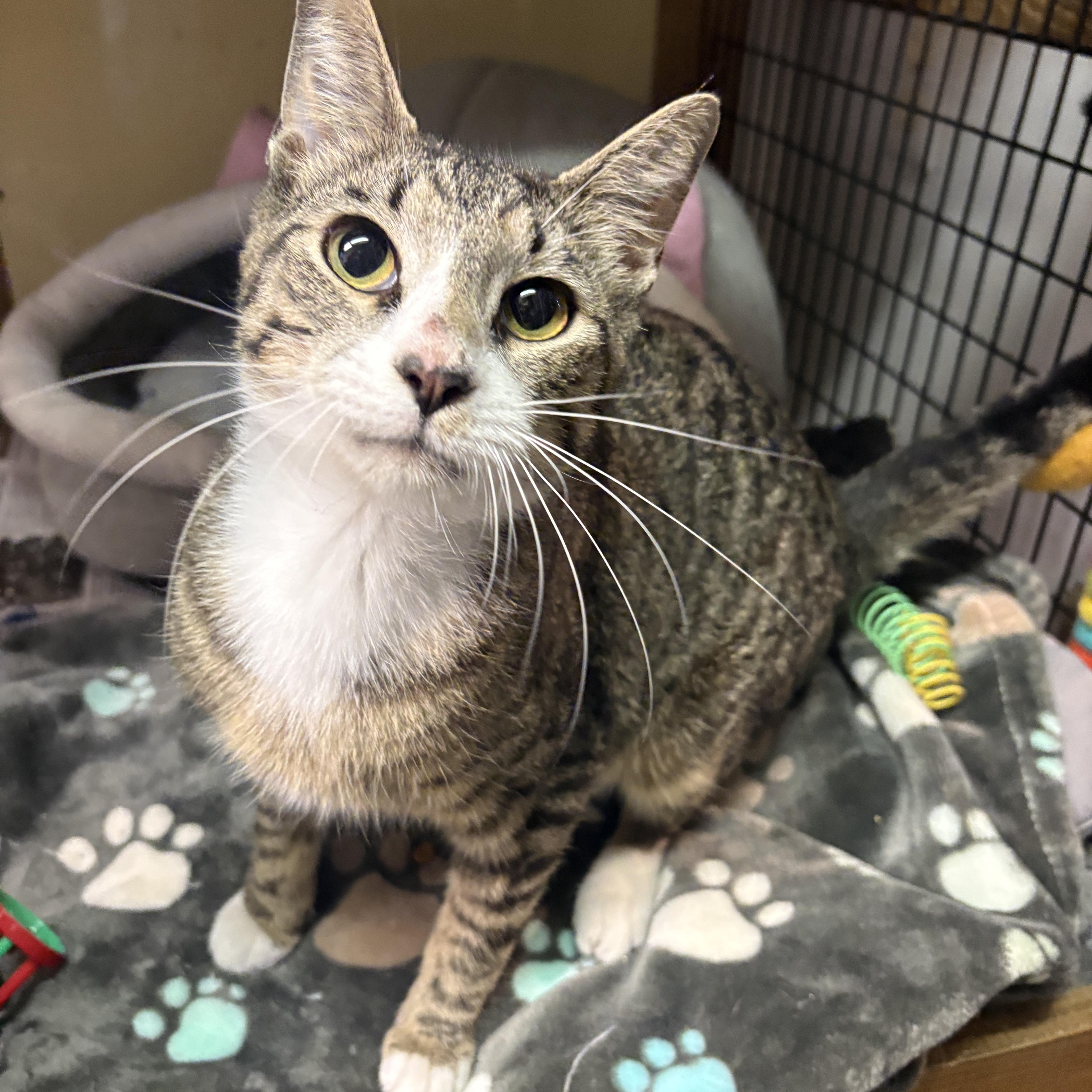 Oyster, a ADOPTABLE Domestic Short Hair in Beacon, NY image 6/6