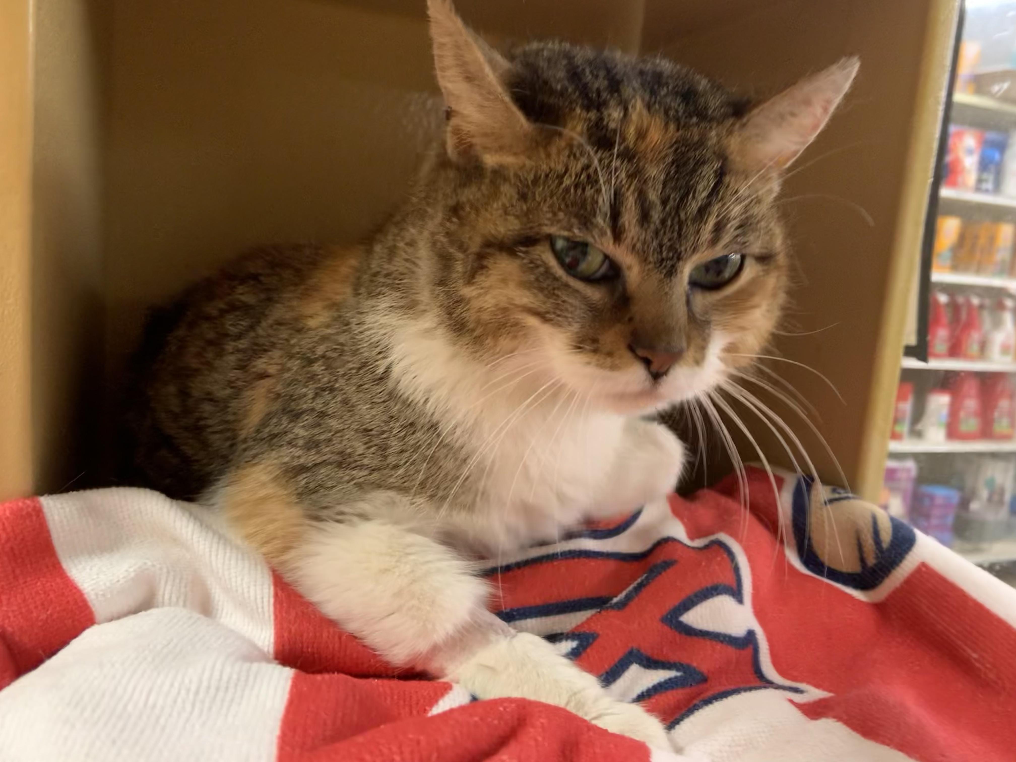 Frances, an adopted Domestic Short Hair in Cambridge, MA image 3/4