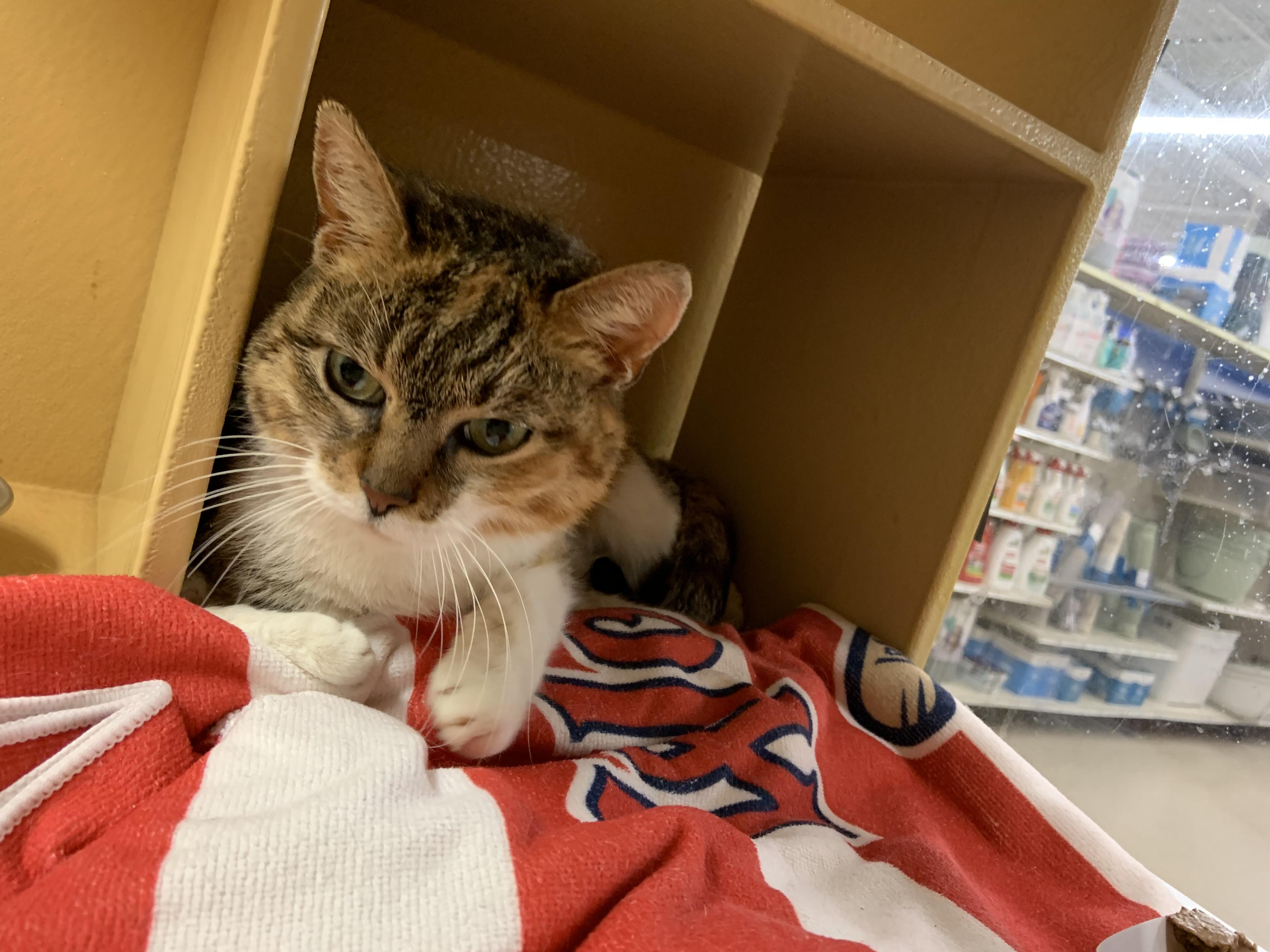 Frances, an adopted Domestic Short Hair in Cambridge, MA image 1/4
