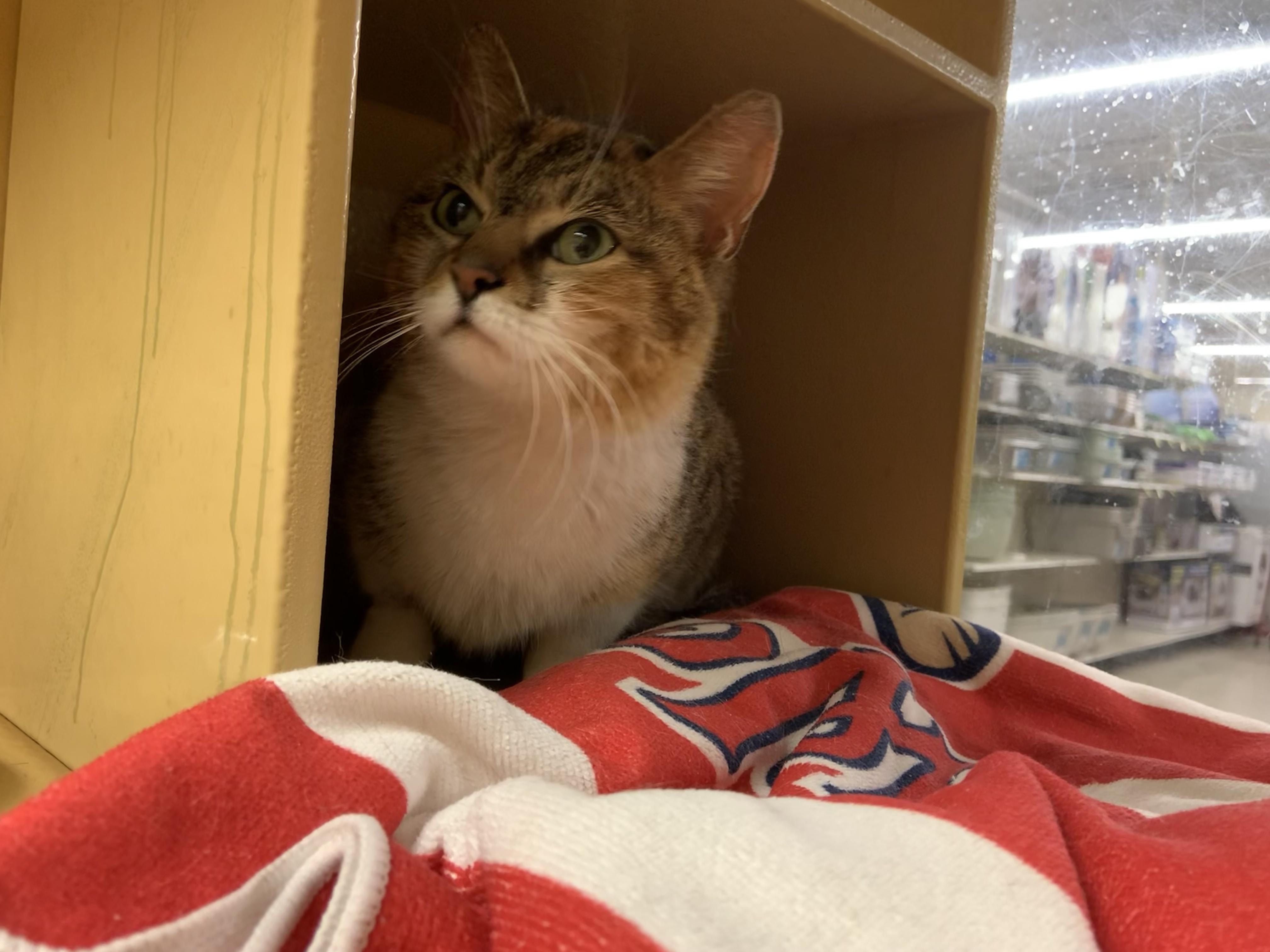 Frances, an adopted Domestic Short Hair in Cambridge, MA image 4/4