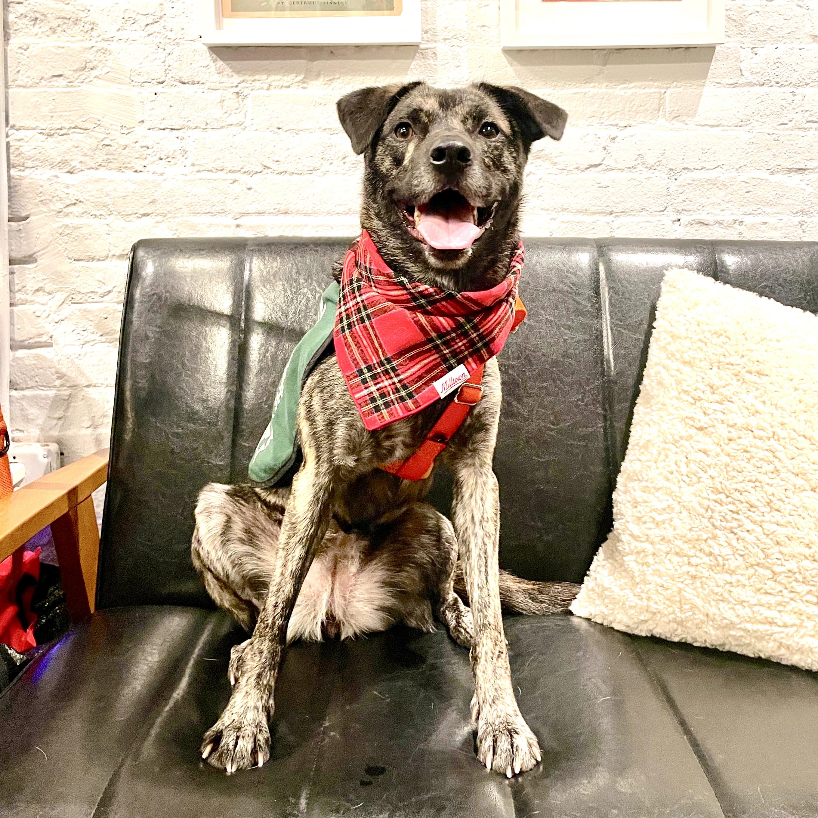 Enlarge Eartha, a Adoptable mixed breed in New York, NY image 2/6