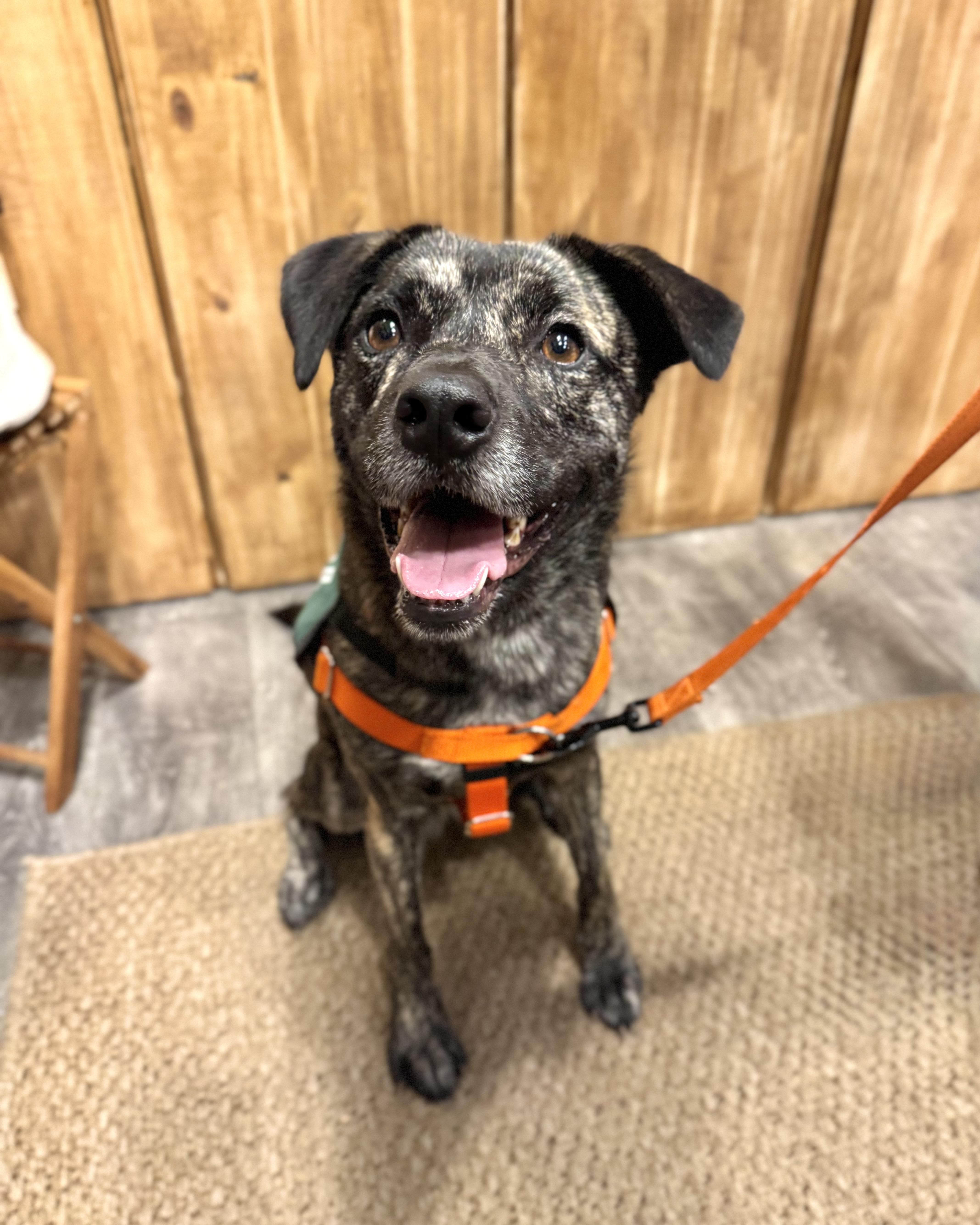 Enlarge Eartha, a Adoptable mixed breed in New York, NY image 1/6