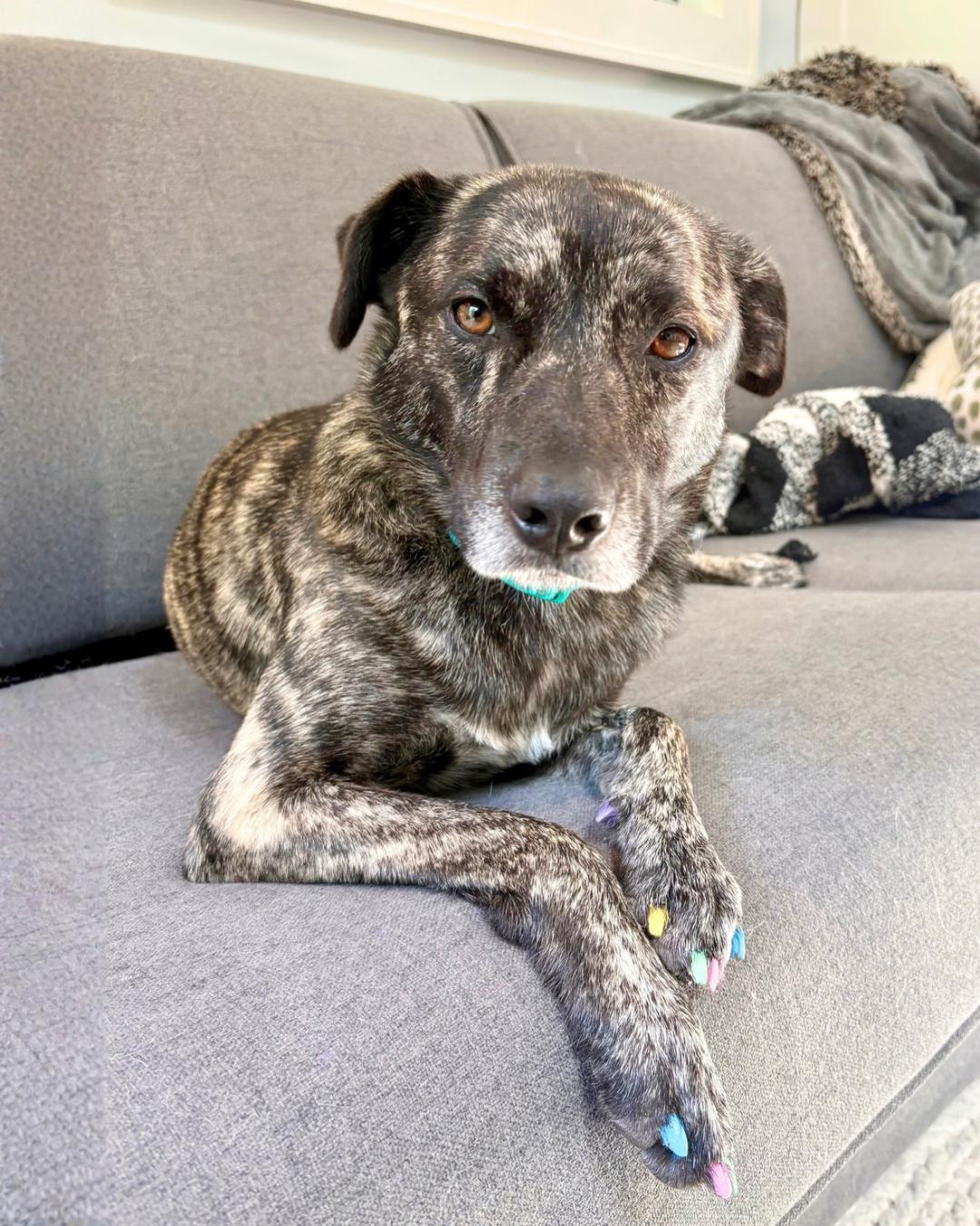 Enlarge Eartha, a Adoptable mixed breed in New York, NY image 3/6