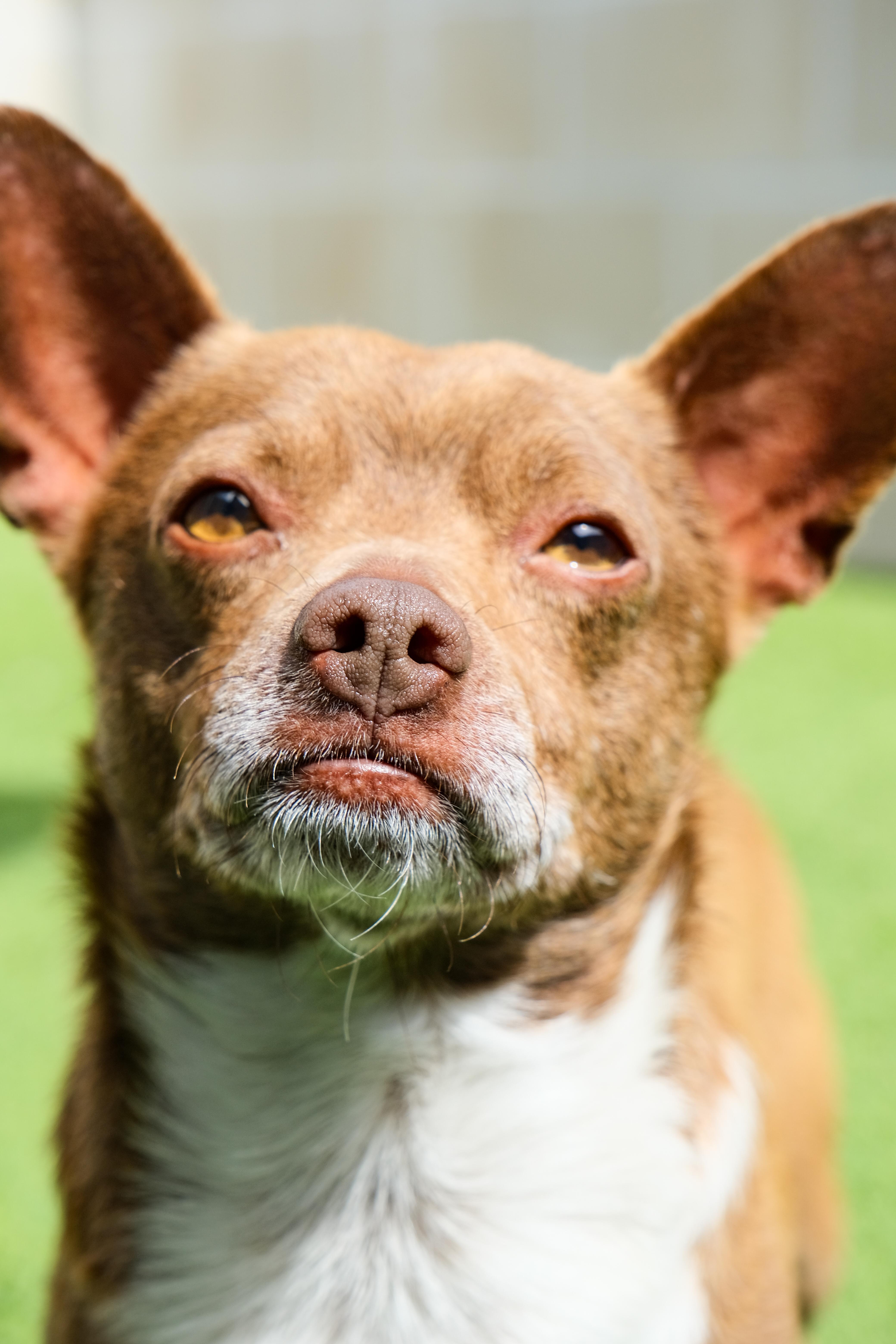Enlarge Presley, a ADOPTABLE mixed breed in Newport Beach, CA image 5/5