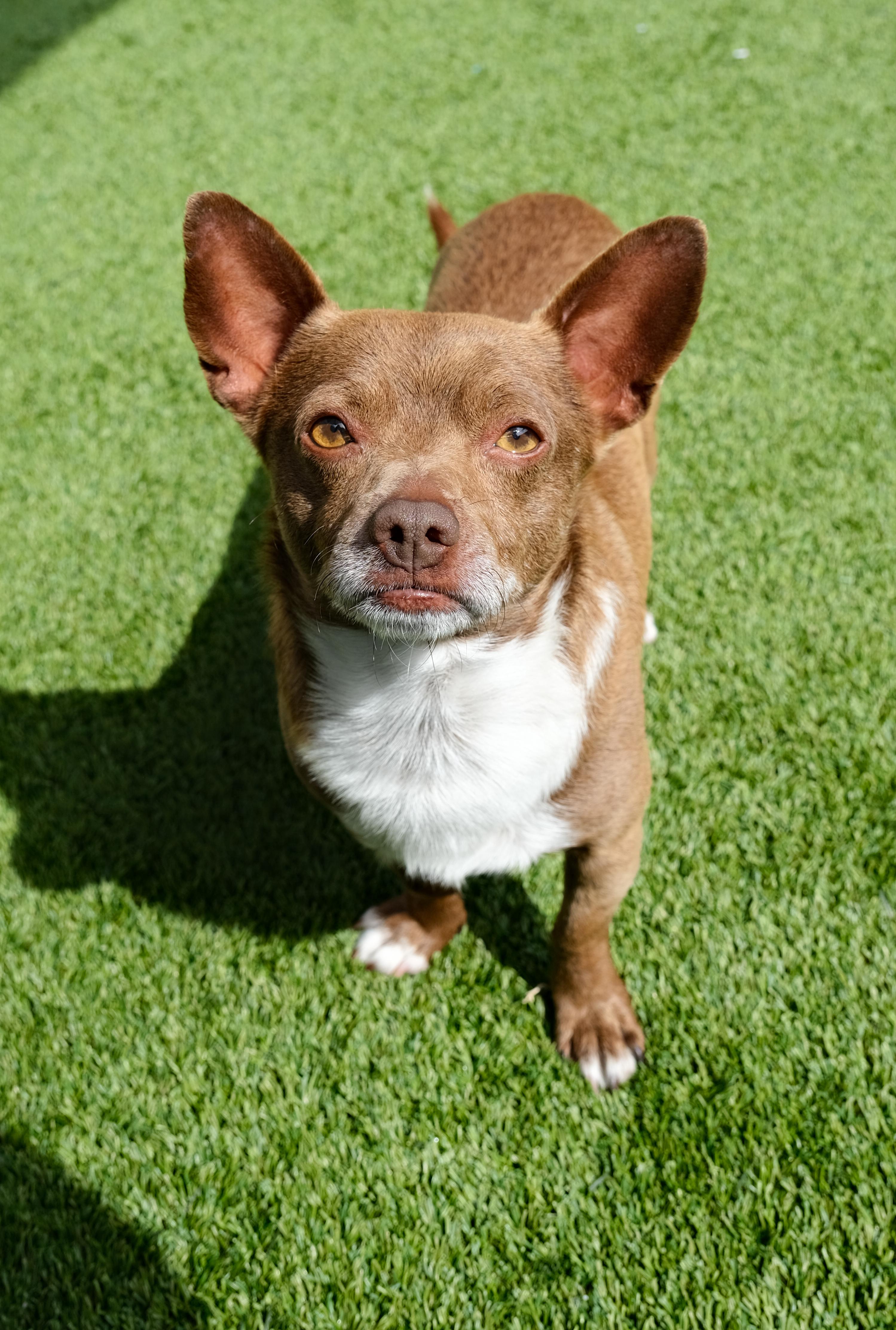 Enlarge Presley, a ADOPTABLE mixed breed in Newport Beach, CA image 3/5