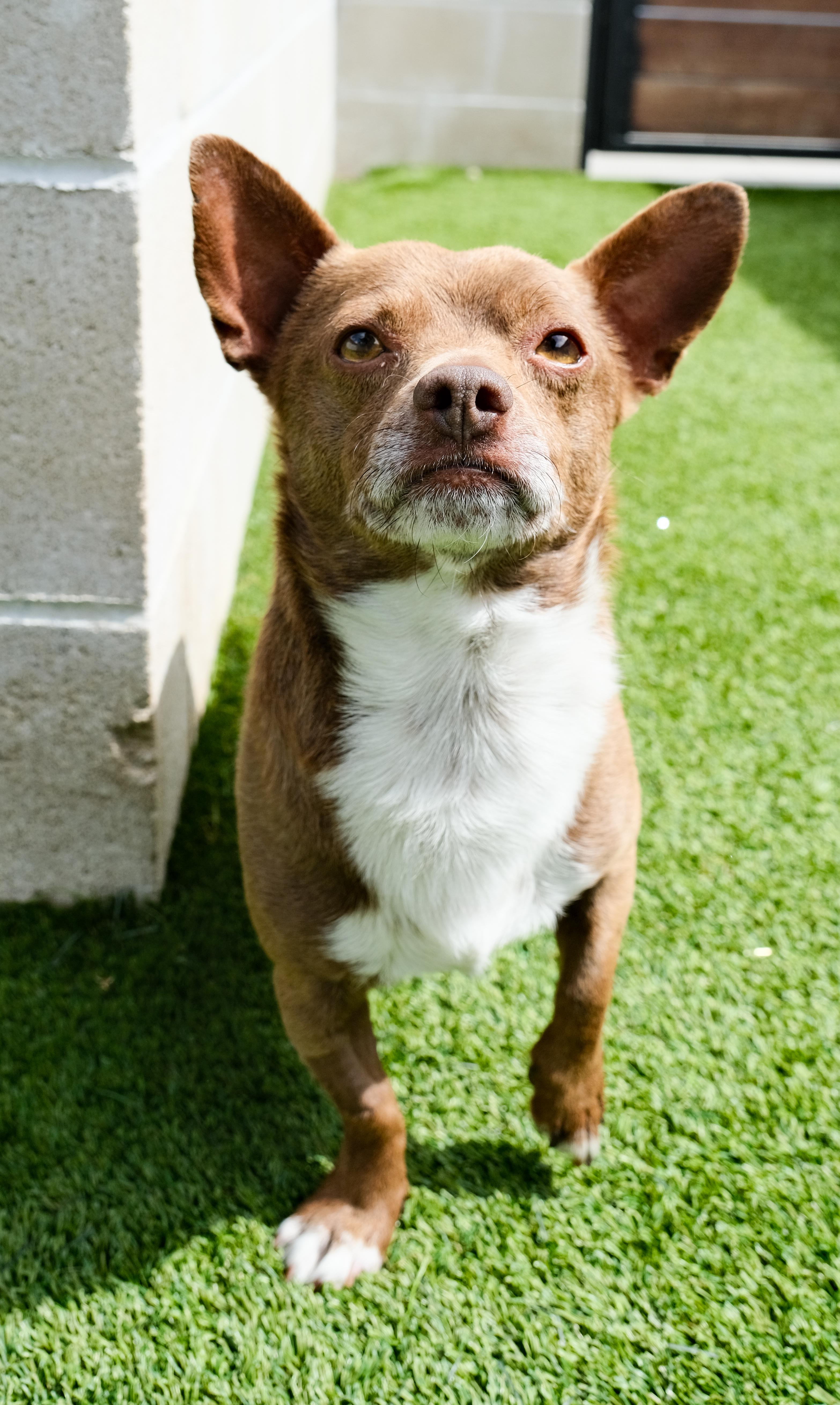Enlarge Presley, a ADOPTABLE mixed breed in Newport Beach, CA image 2/5