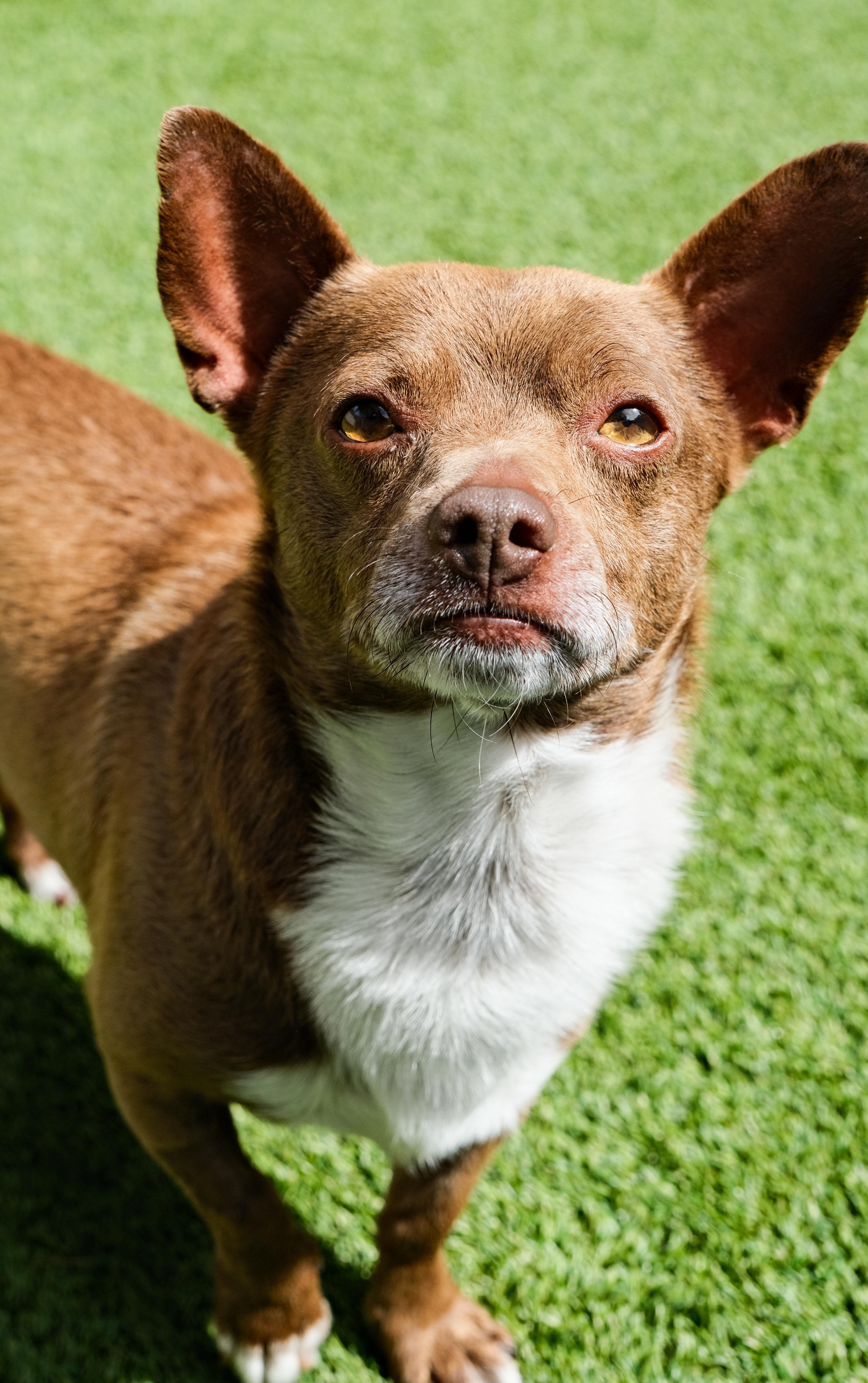 Enlarge Presley, a ADOPTABLE mixed breed in Newport Beach, CA image 4/5