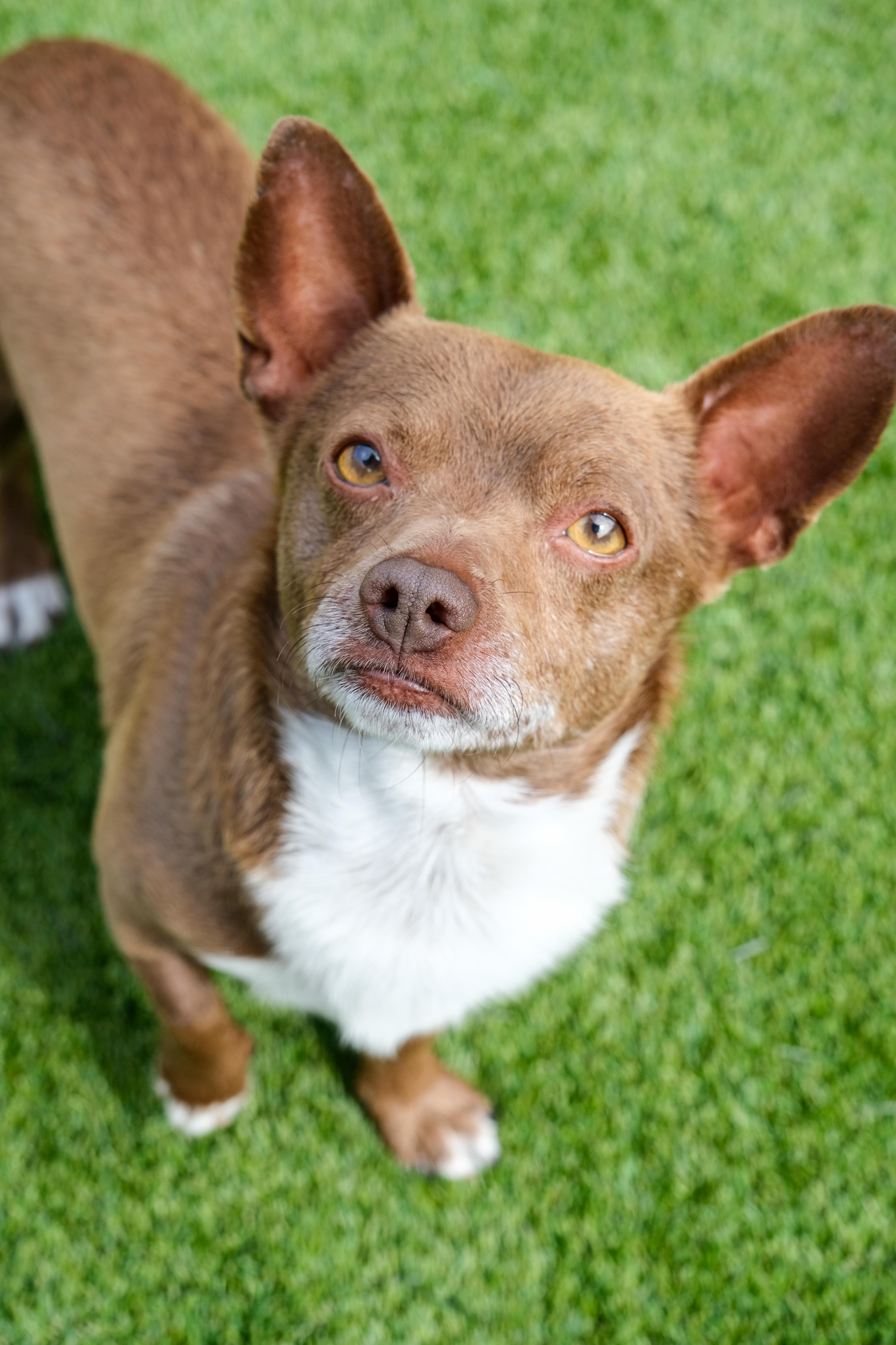 Enlarge Presley, a ADOPTABLE mixed breed in Newport Beach, CA image 1/5