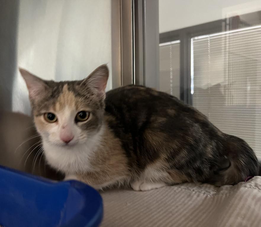 Larkin, ADOPTABLE, Adult Female Domestic Short Hair.