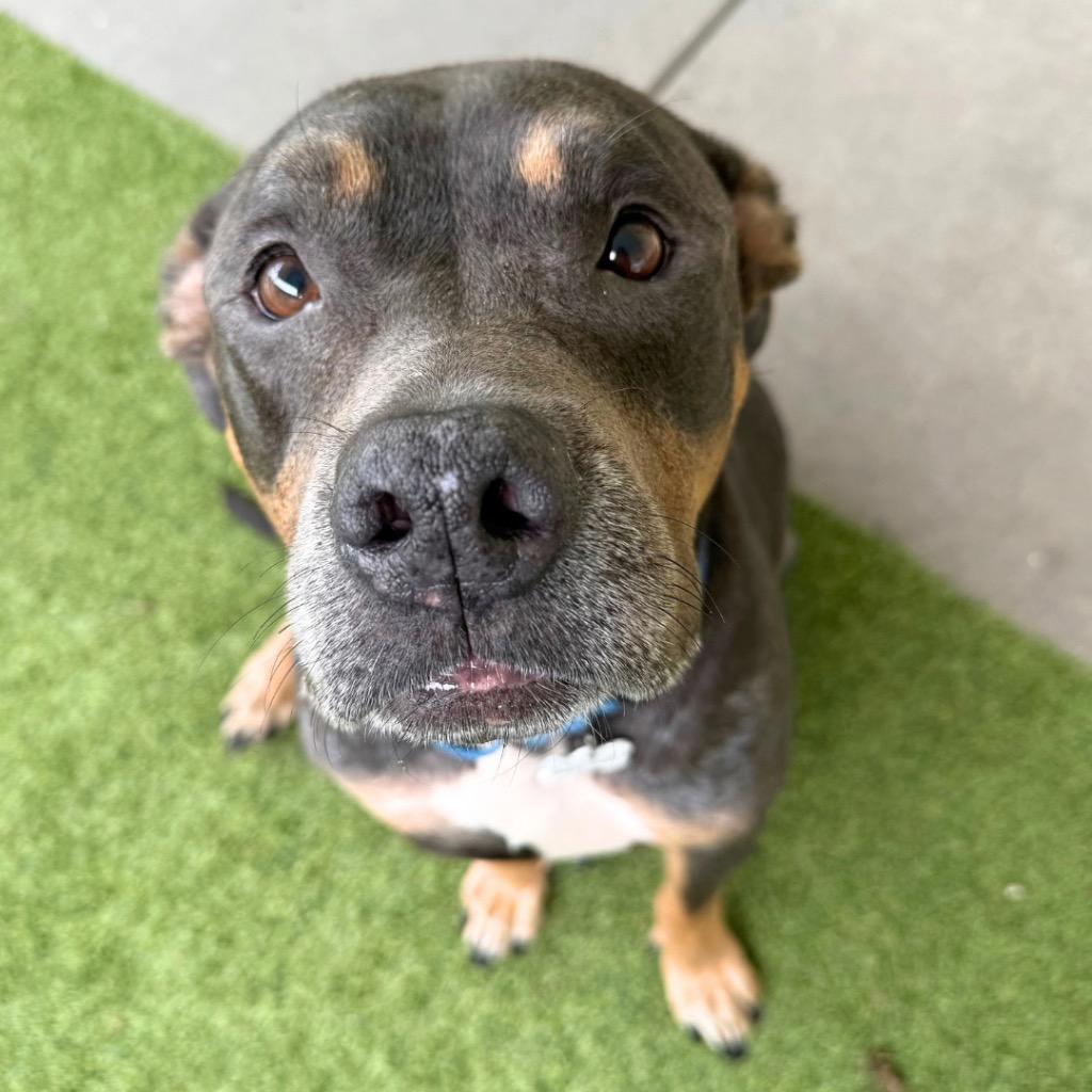 Joanie, Adoptable, Senior Female Pit Bull Terrier.
