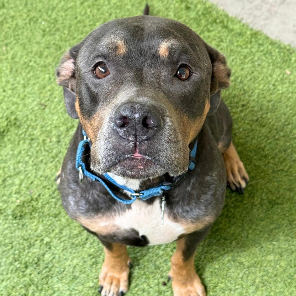 Enlarge Joanie, a Adoptable Pit Bull Terrier in Saint Petersburg, FL image 2/3