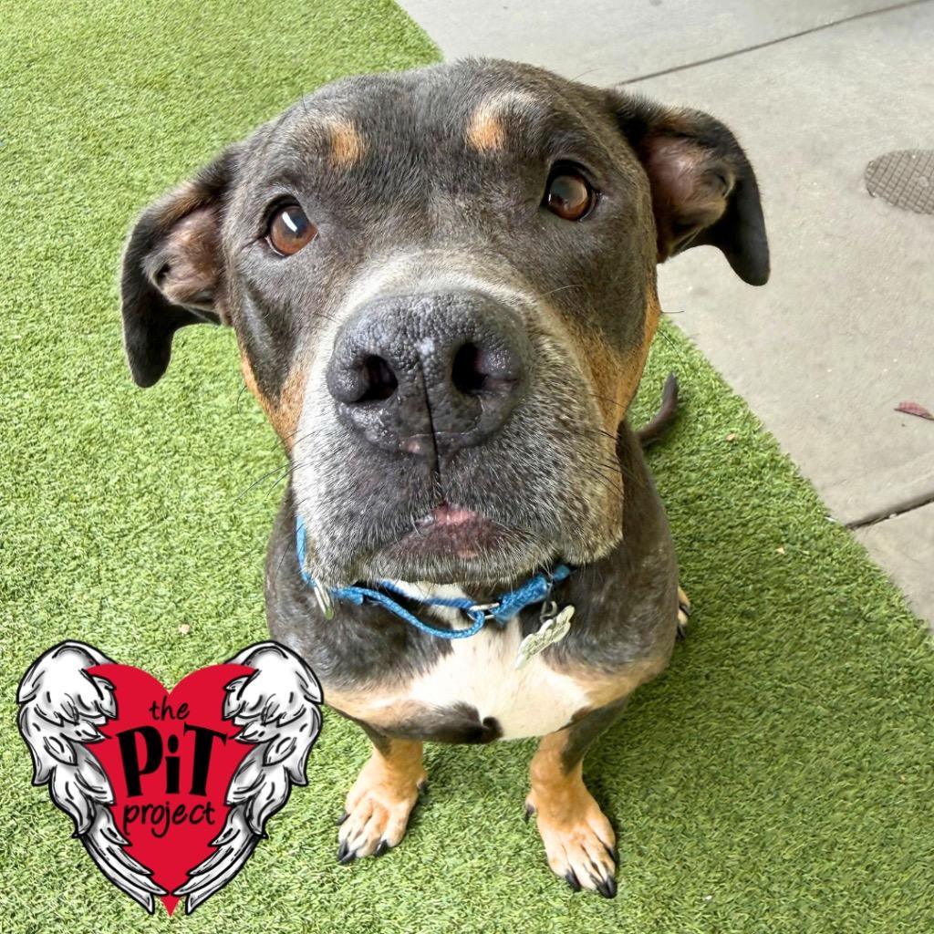 Enlarge Joanie, a Adoptable Pit Bull Terrier in Saint Petersburg, FL image 3/3